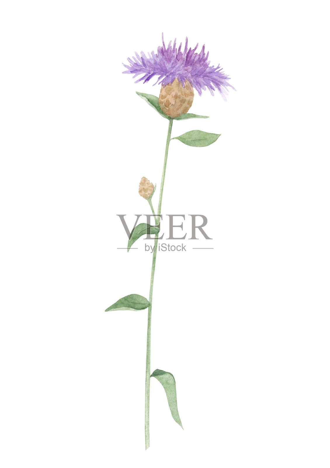 水彩花棕色矢车菊在白色的背景设计元素图片