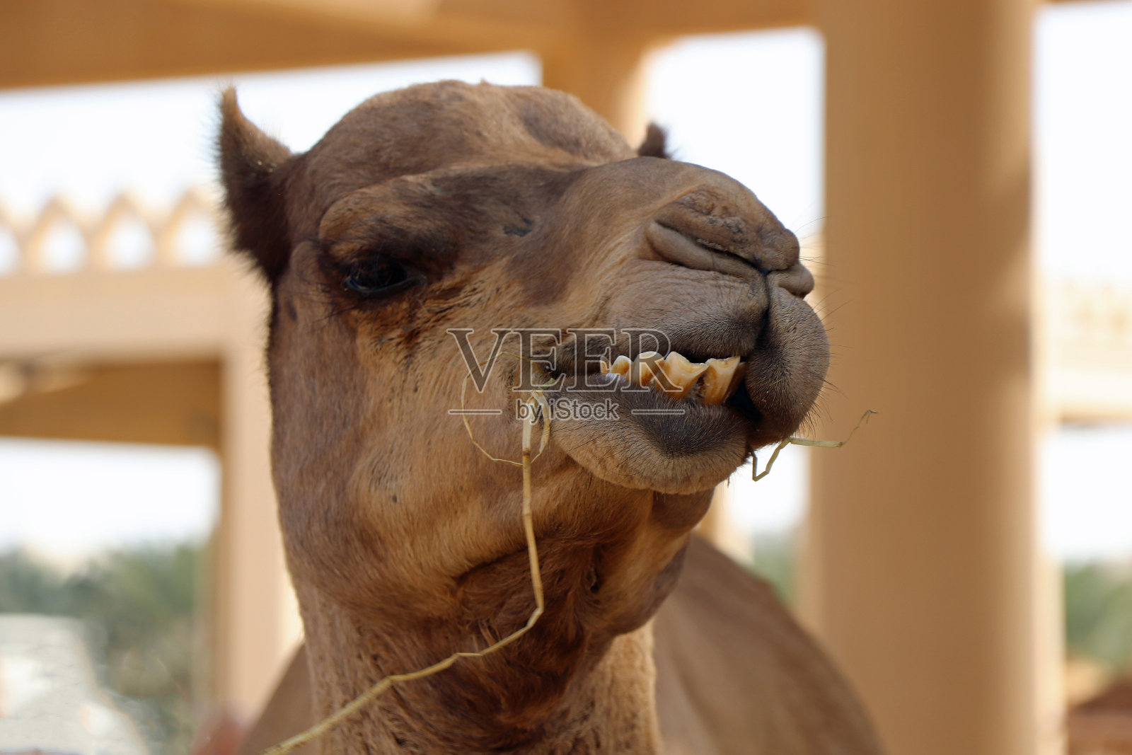 巴林的一头阿拉伯骆驼照片摄影图片