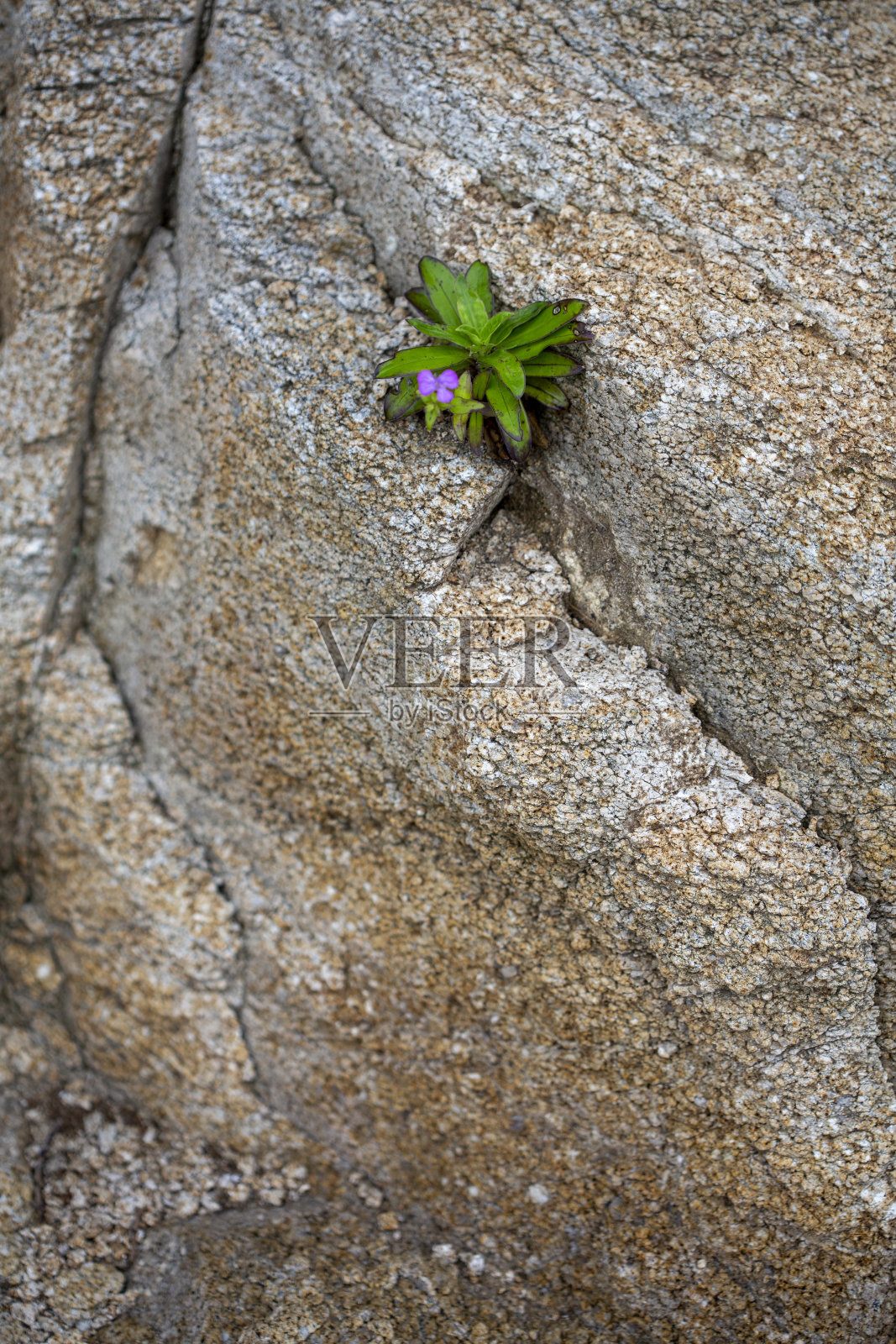小紫花在岩石墙上的裂缝里照片摄影图片