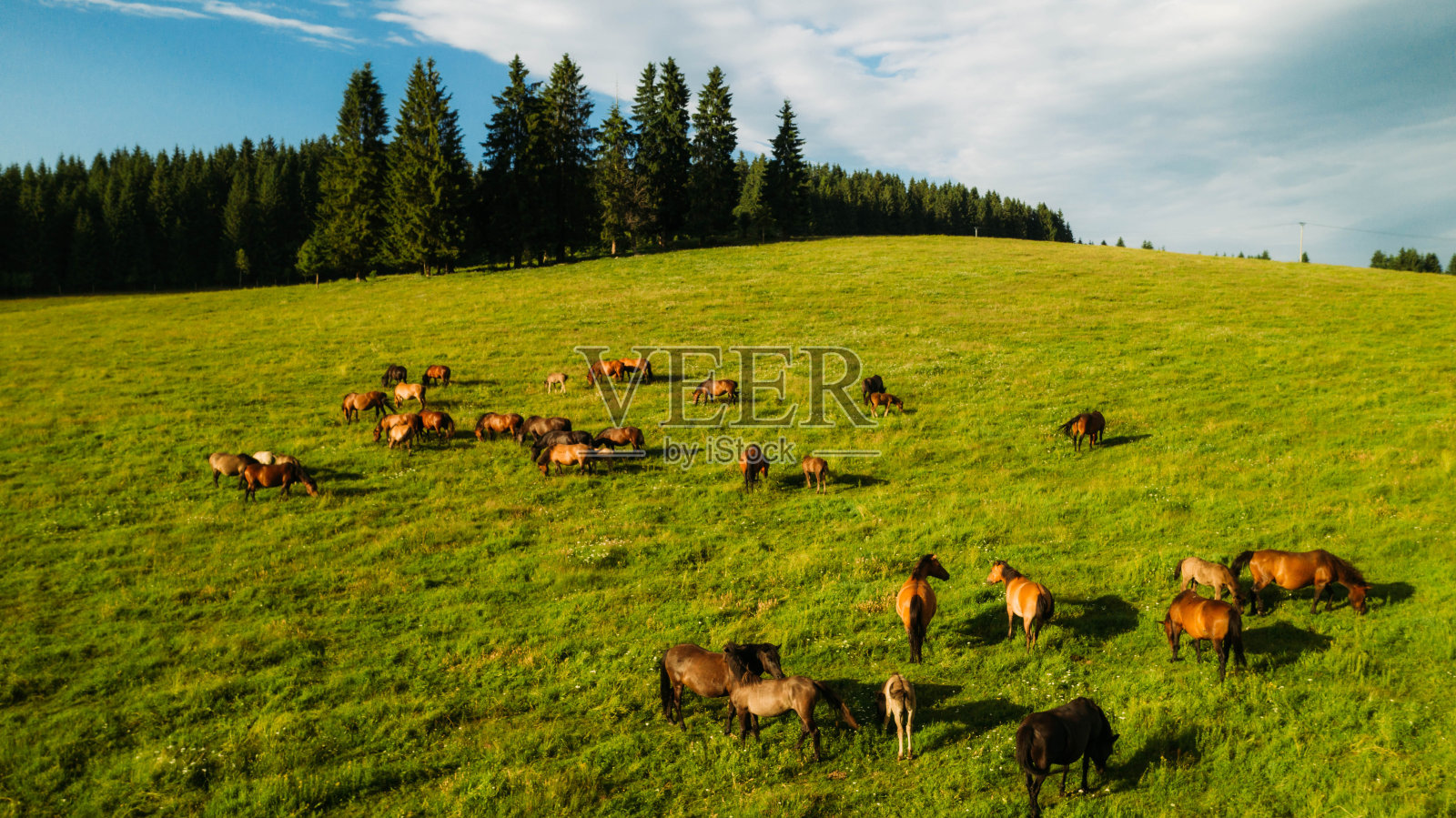夏天在马的牧场上放牧棕色的马照片摄影图片