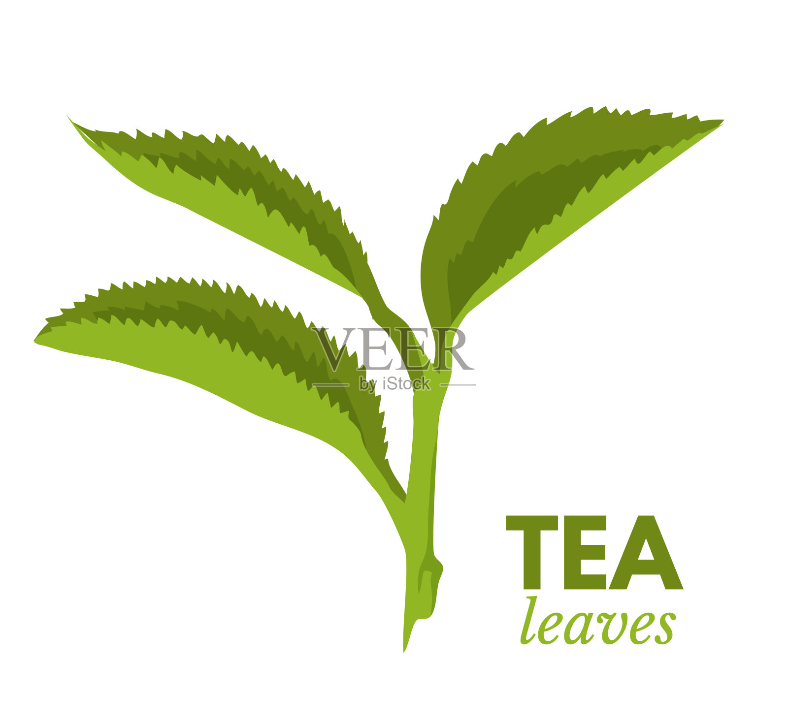 绿色的新鲜茶叶分枝孤立在白色设计元素图片
