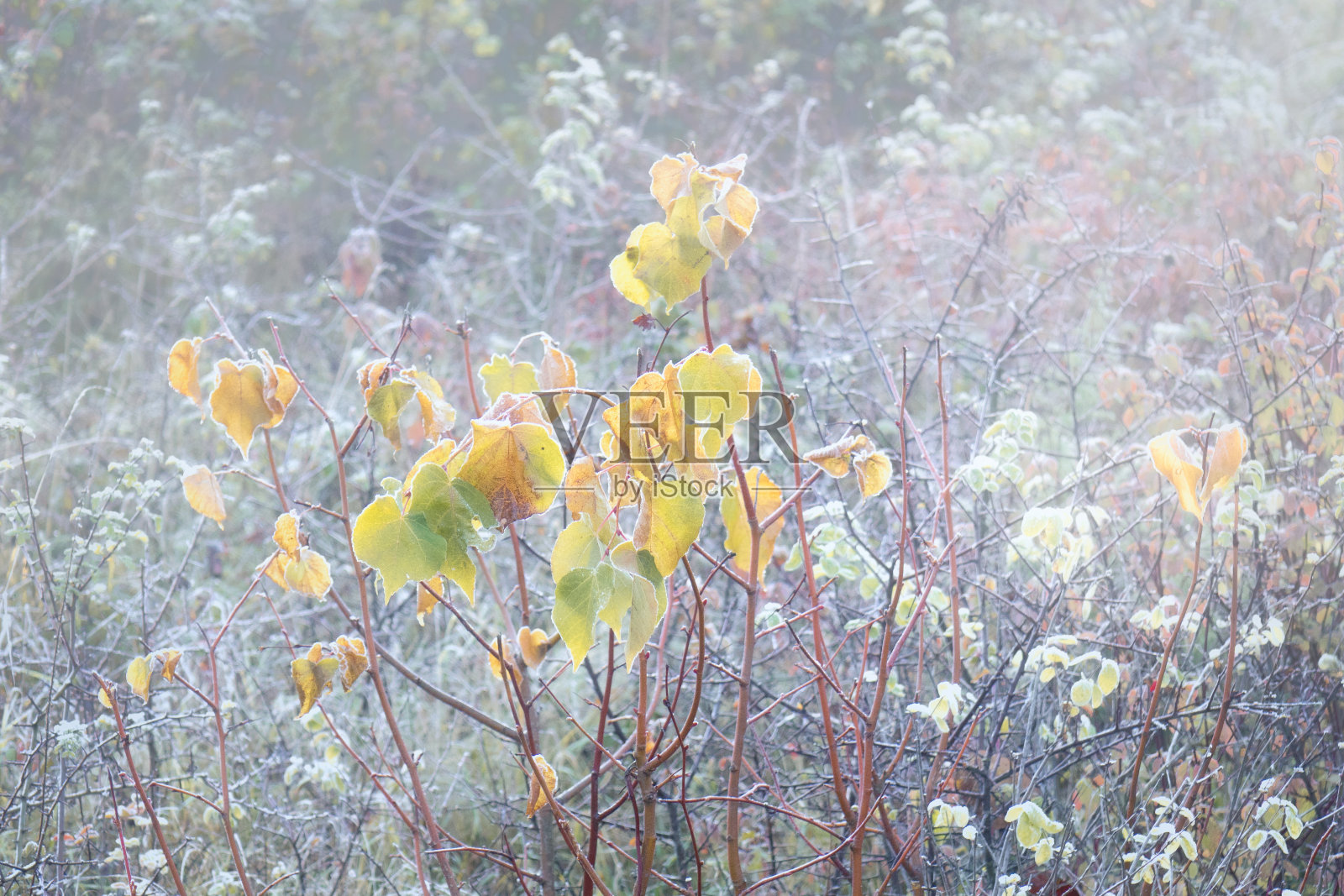 被霜覆盖的秋天的树叶照片摄影图片
