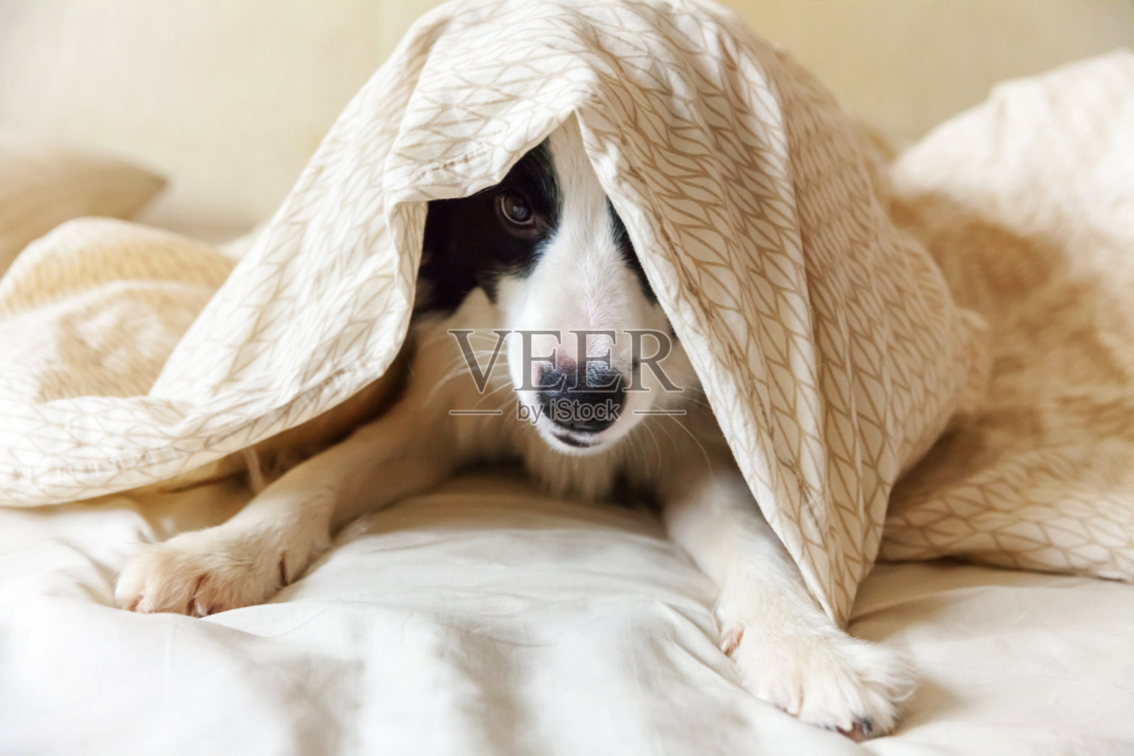 肖像可爱的微笑小狗边境牧羊犬躺在床上的枕头毯子。不要打扰我，让我睡觉。小狗在家里躺着睡觉。宠物关爱和有趣的宠物动物生活理念照片摄影图片