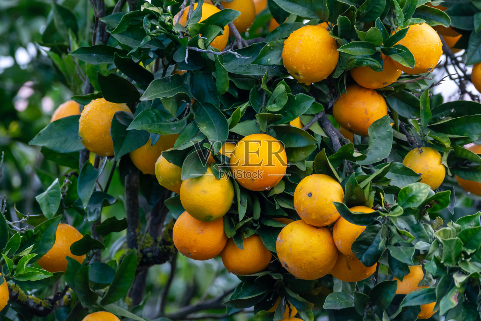 柑橘树，有许多甜的有机黄色柑橘果实照片摄影图片
