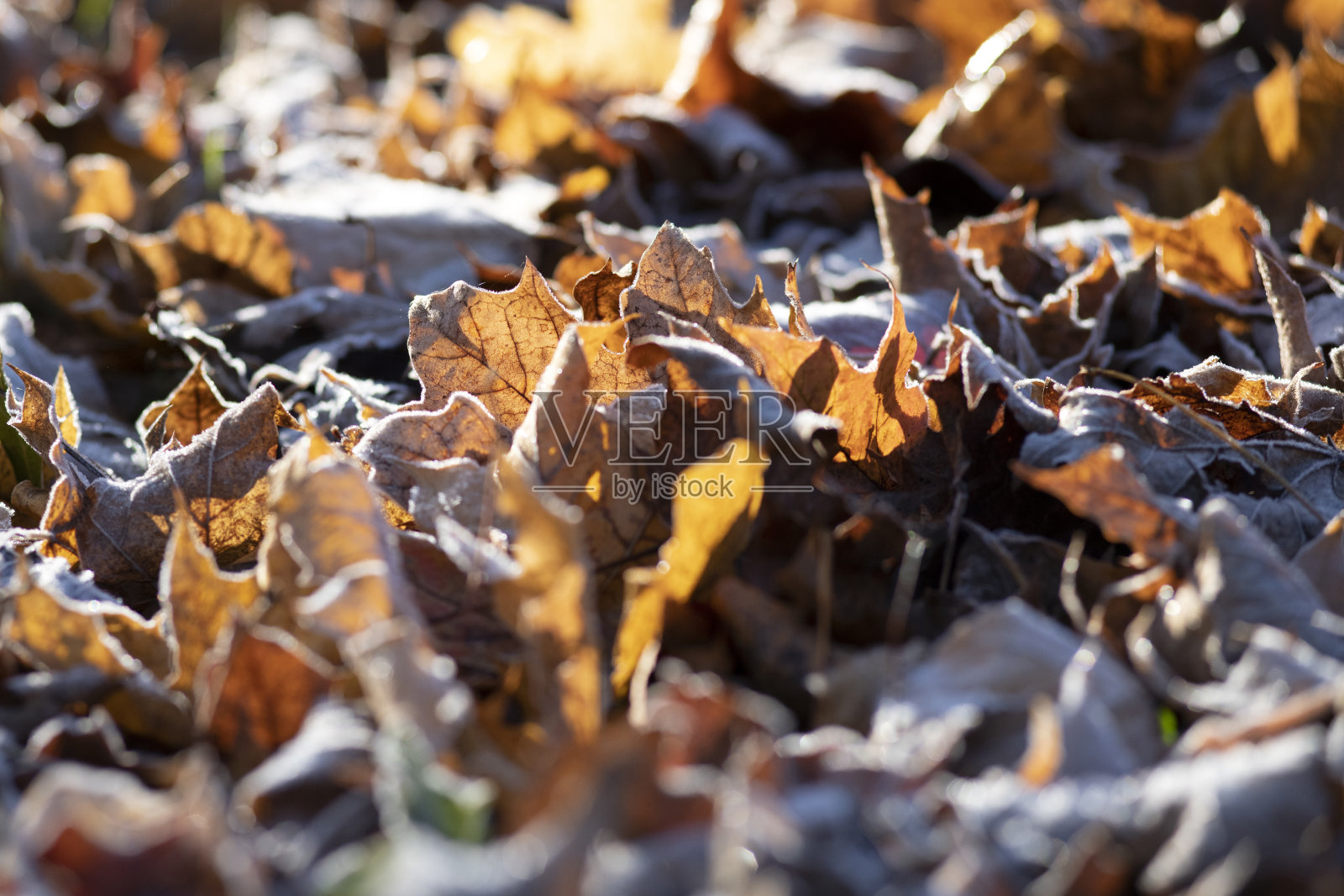 落叶带霜照片摄影图片