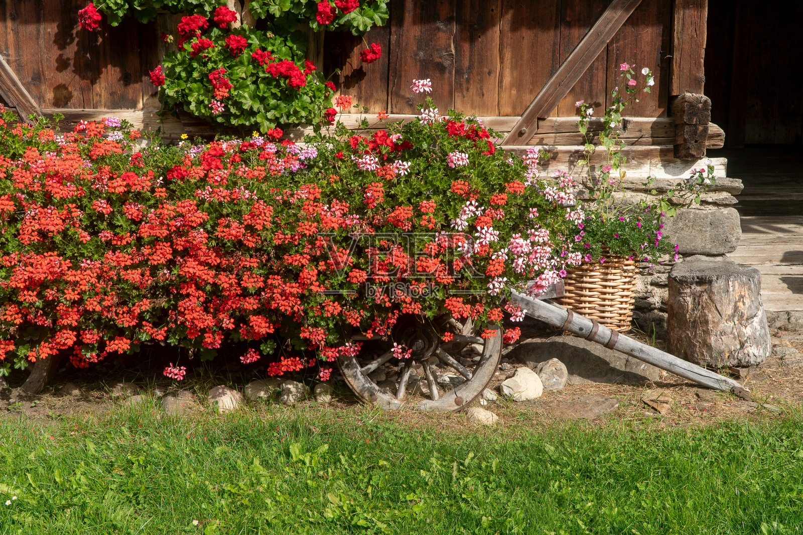 许多红色的天竺葵花生长在一辆废弃的旧木车里，在阿尔卑斯山的一个村庄房子的院子里照片摄影图片