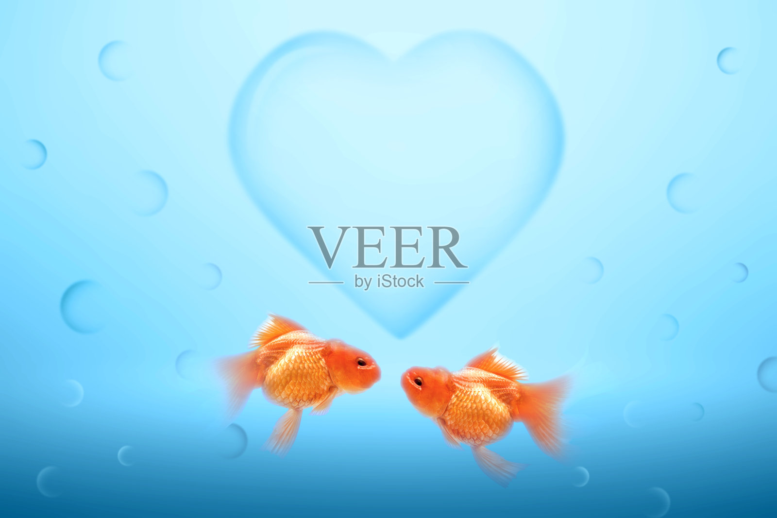 水下景观以两只金鱼在水中相爱和心的象征照片摄影图片