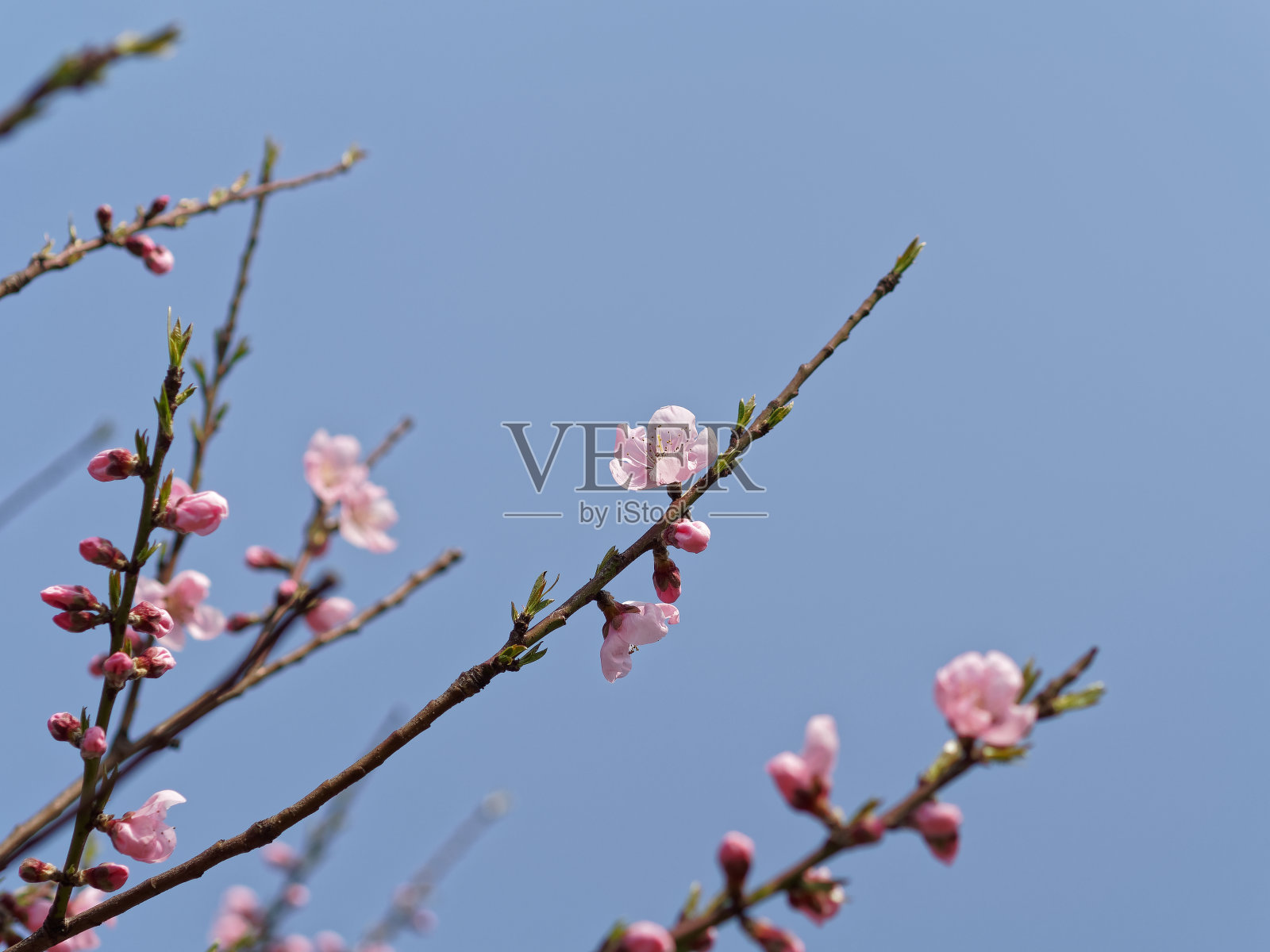 桃花孤立在蓝天的背景下，姹紫嫣红的春花。照片摄影图片