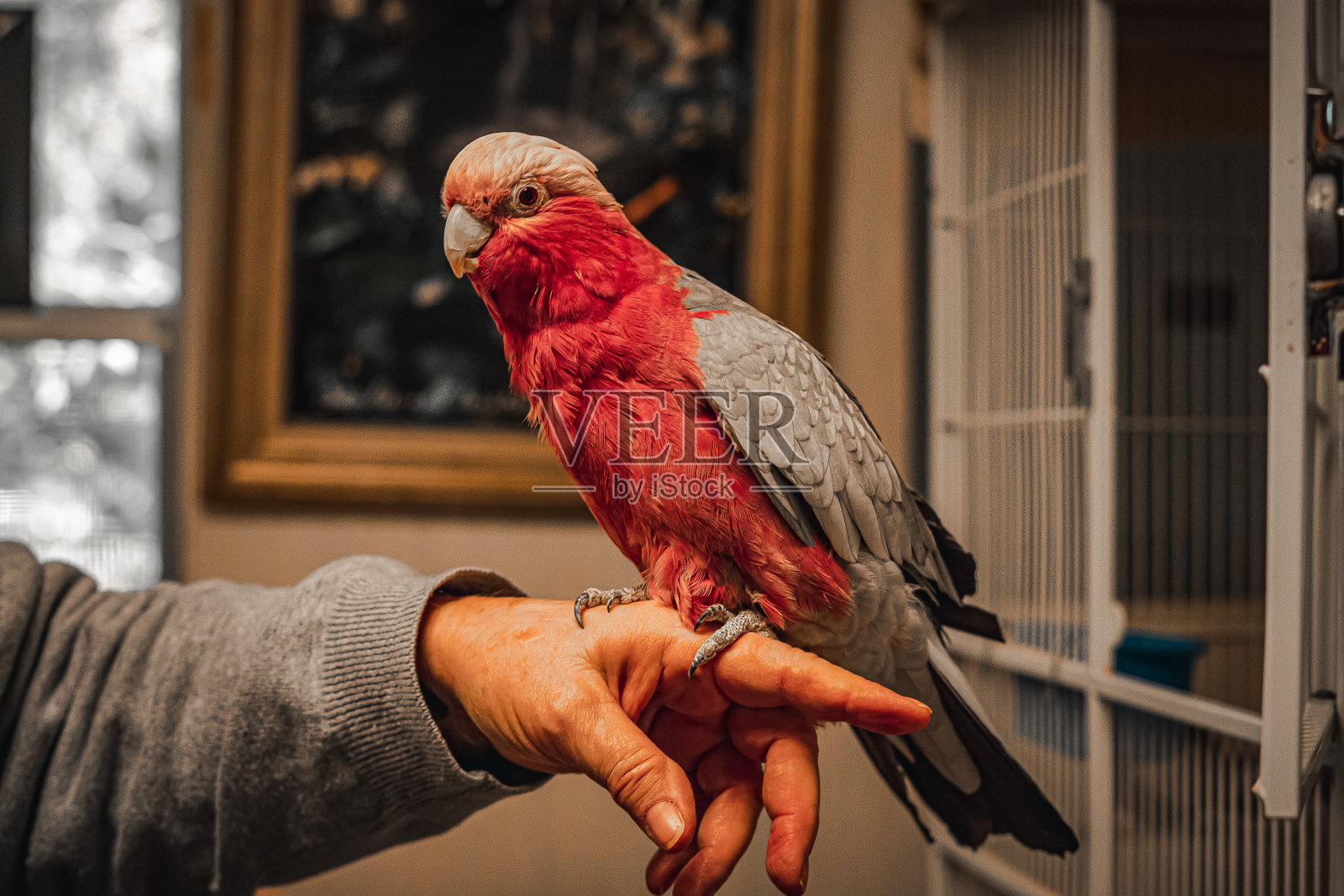 色彩斑斓的鸟照片摄影图片