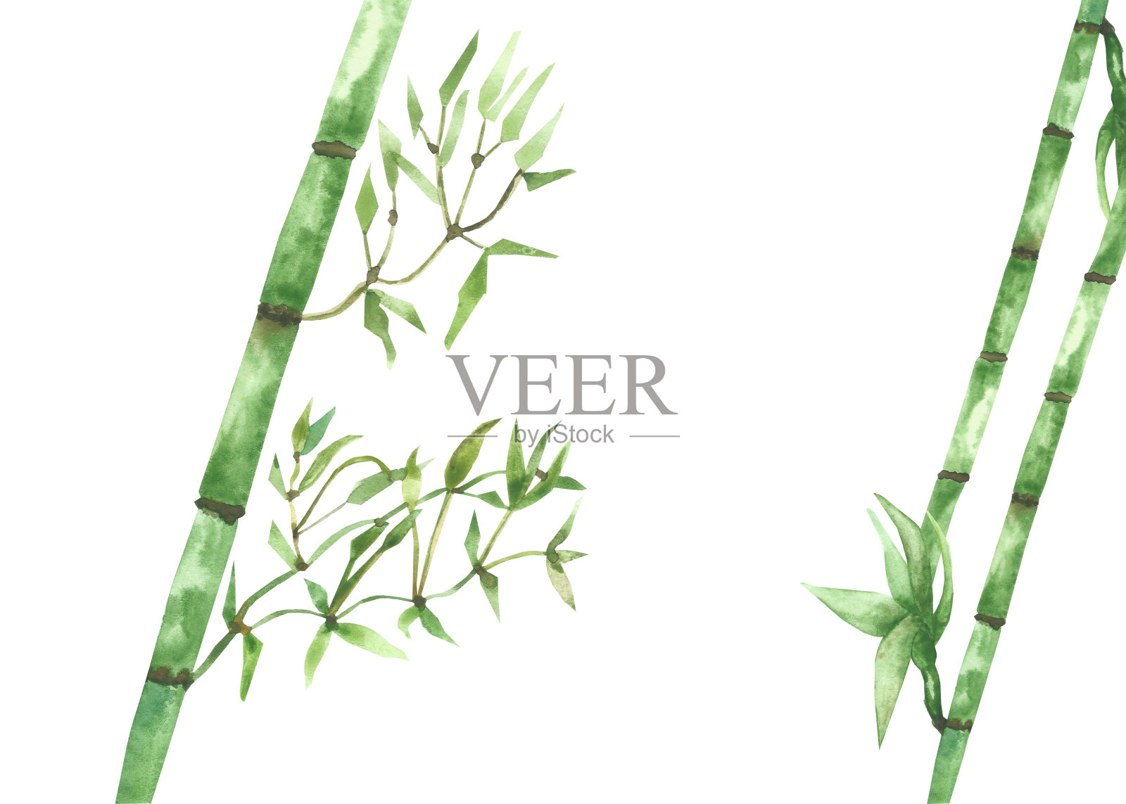 水彩手绘自然生态热带构成，以绿色竹叶在树枝上孤立的白色背景上，丛林植物插图为设计元素设计元素图片