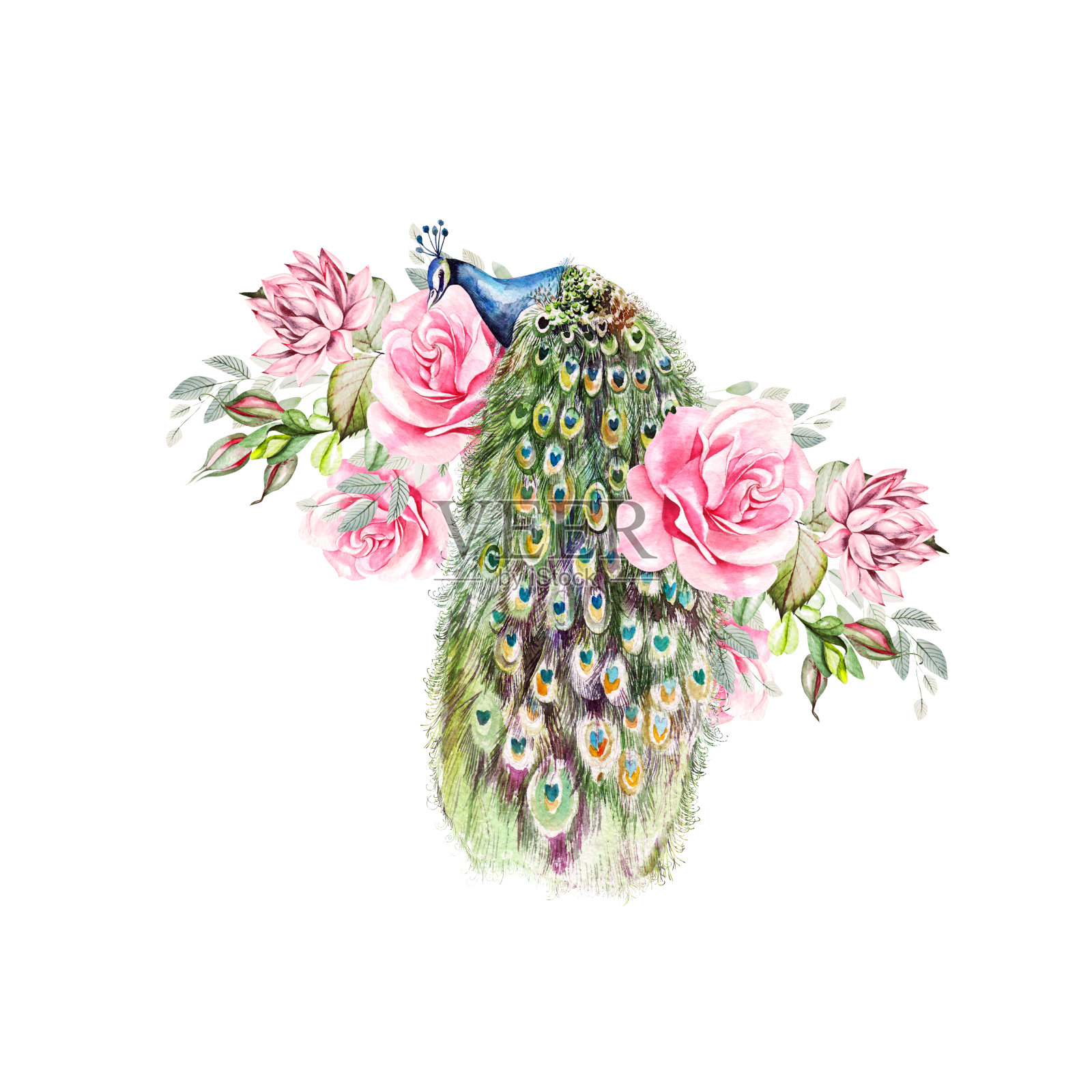 水彩彩色卡片牡丹，玫瑰，多肉花和孔雀鸟。插画图片素材