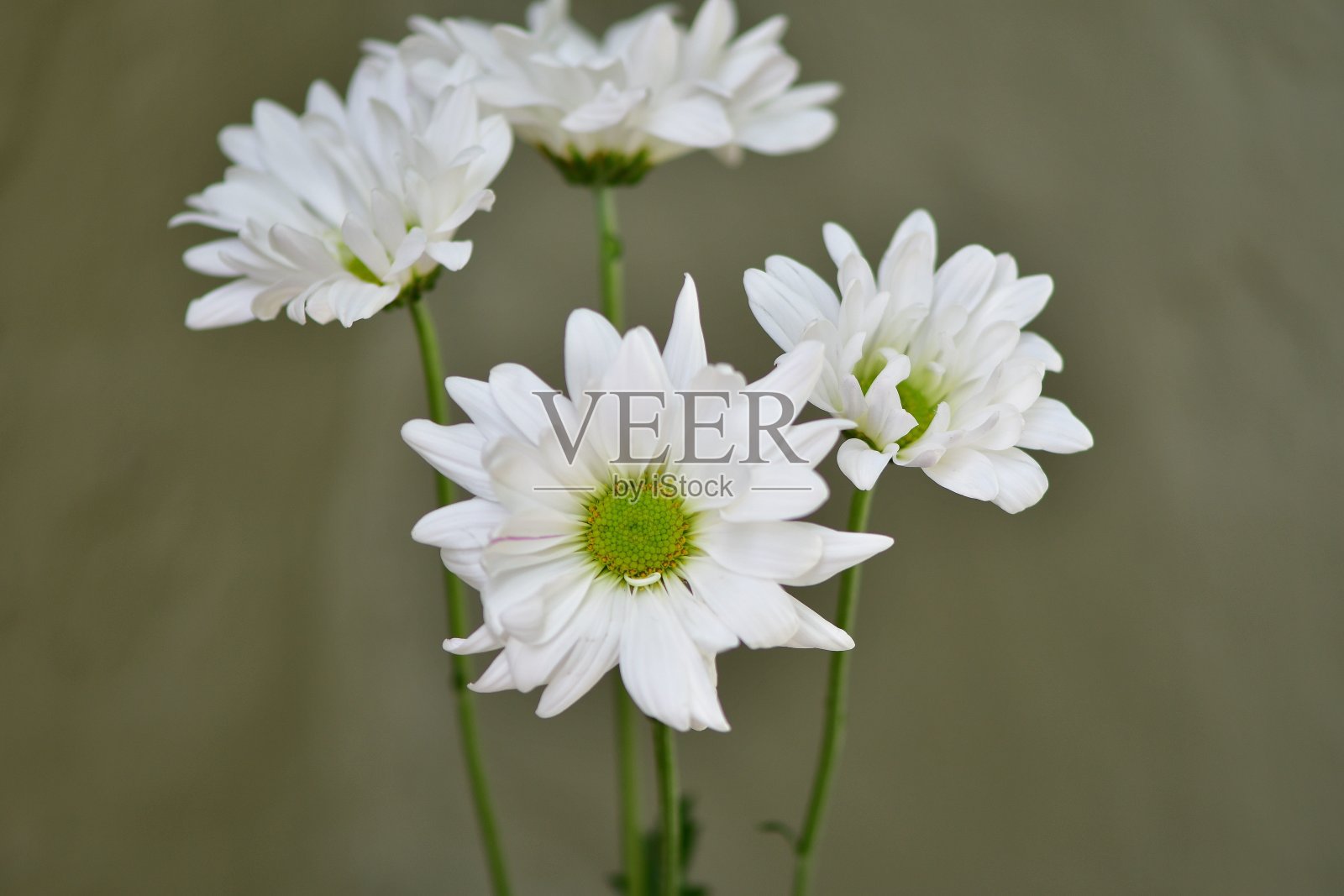 漂亮的白色花朵照片摄影图片
