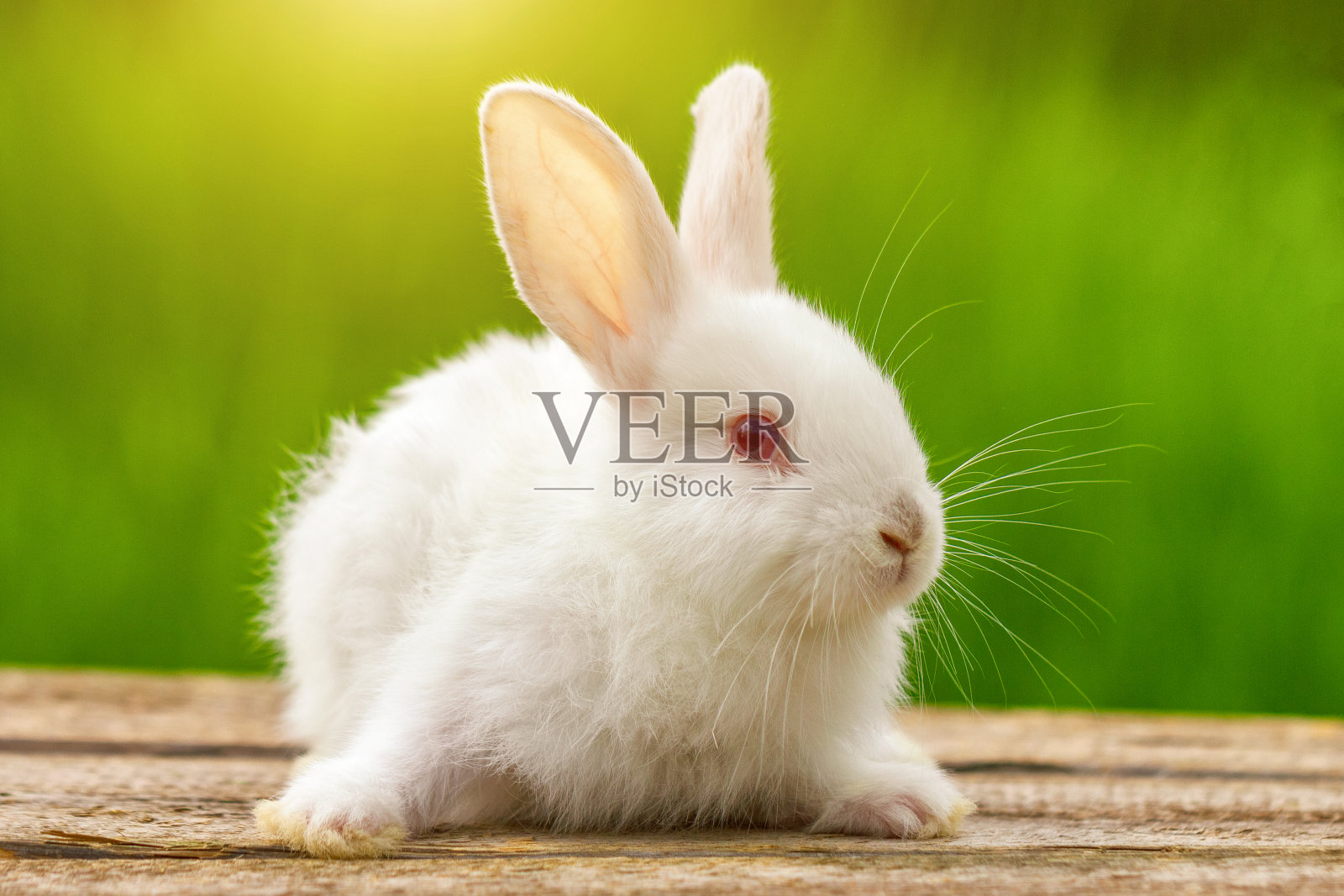 一个有趣的白色兔子的肖像在一个绿色的自然背景照片摄影图片