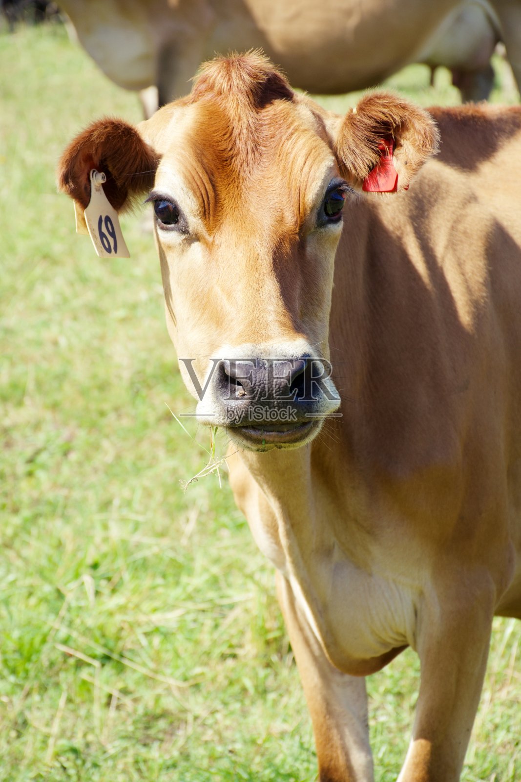 泽西奶牛奶牛在农村的场景照片摄影图片