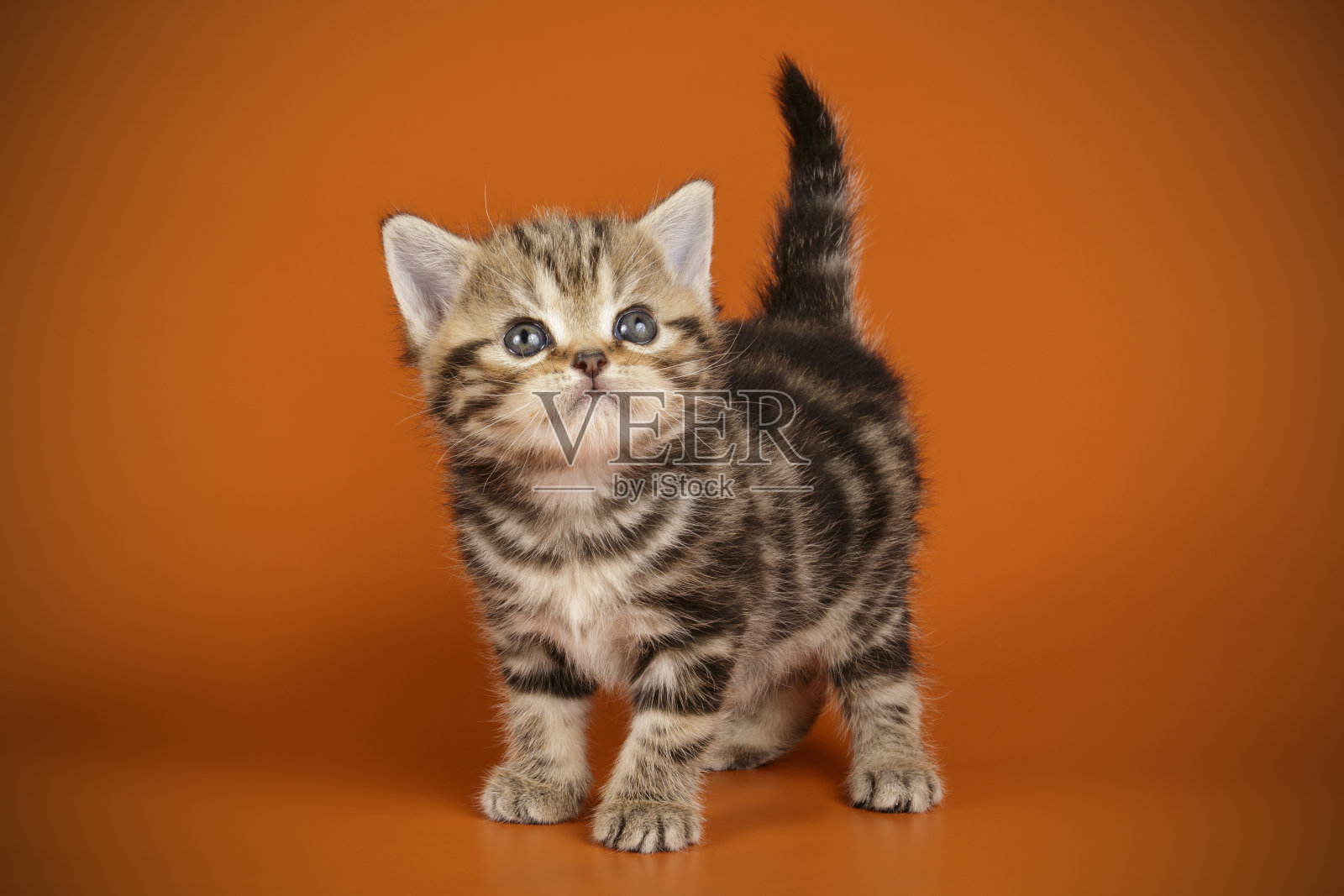 彩色背景上的美国短毛猫照片摄影图片