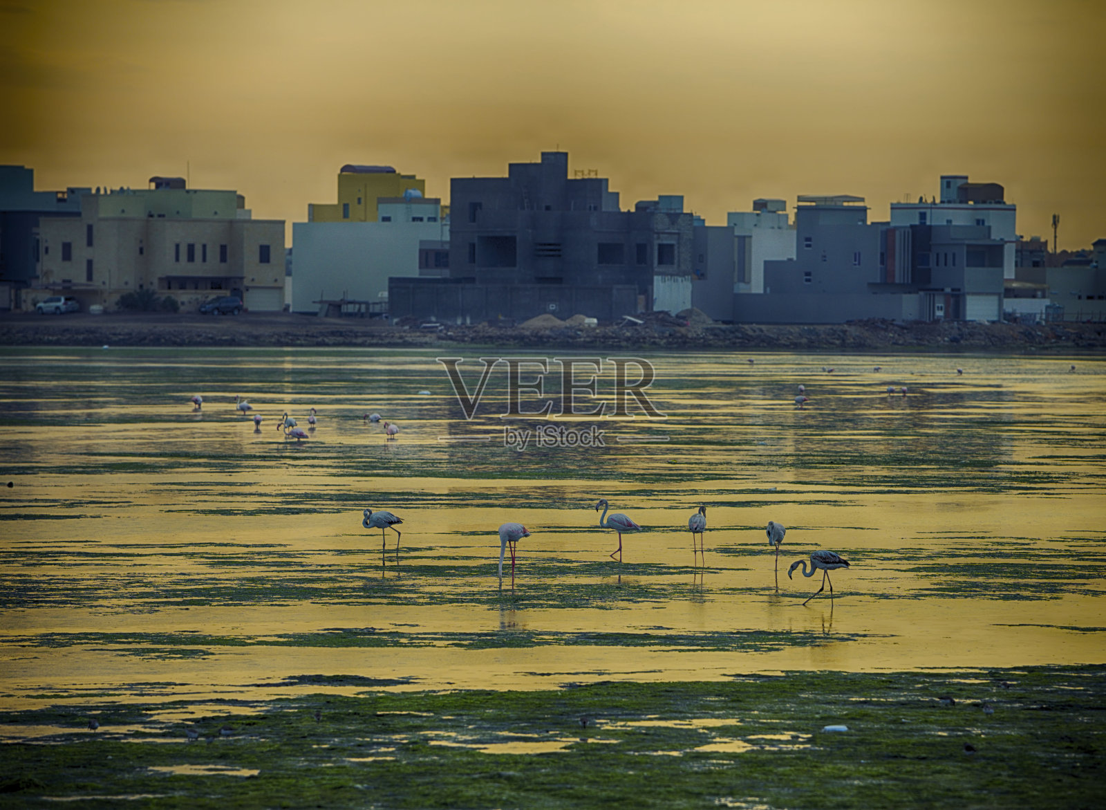 火烈鸟在城市的水里照片摄影图片