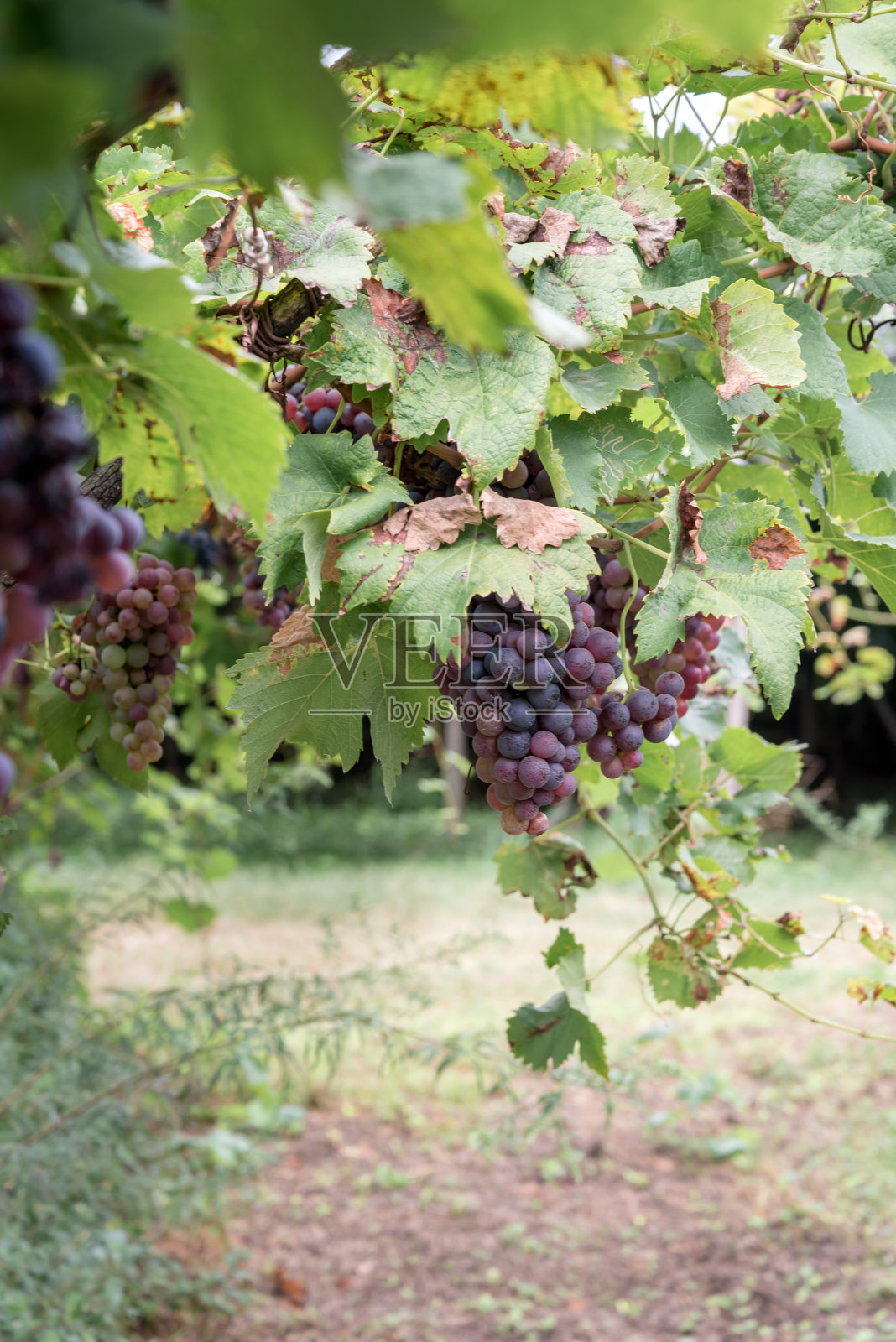 葡萄园里的一大串成熟的葡萄照片摄影图片