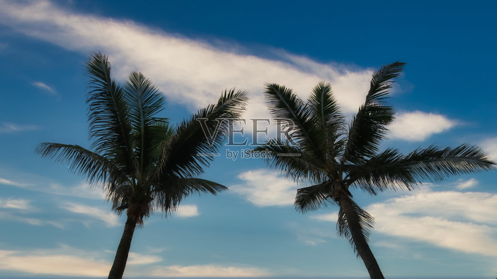 早上的棕榈树和蓝天照片摄影图片