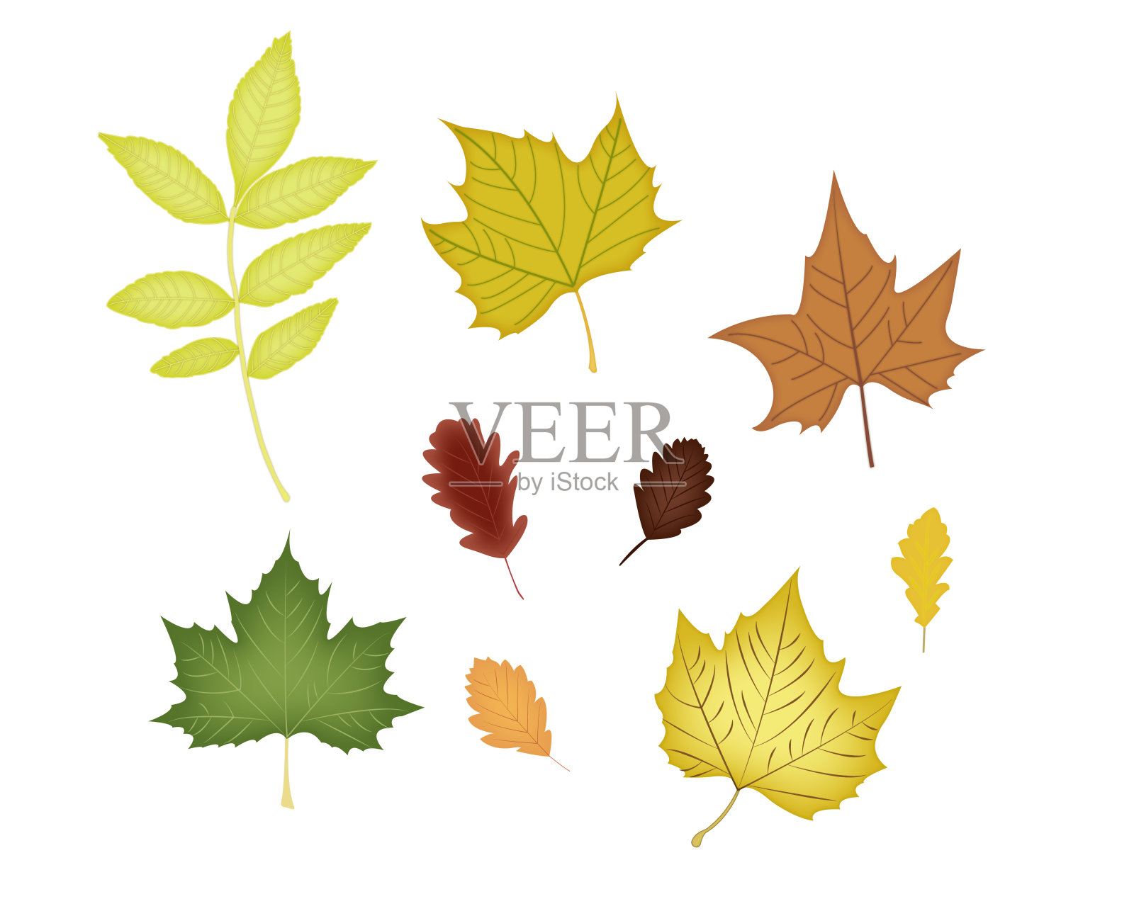 秋天的叶子设置向量插图。设计元素图片