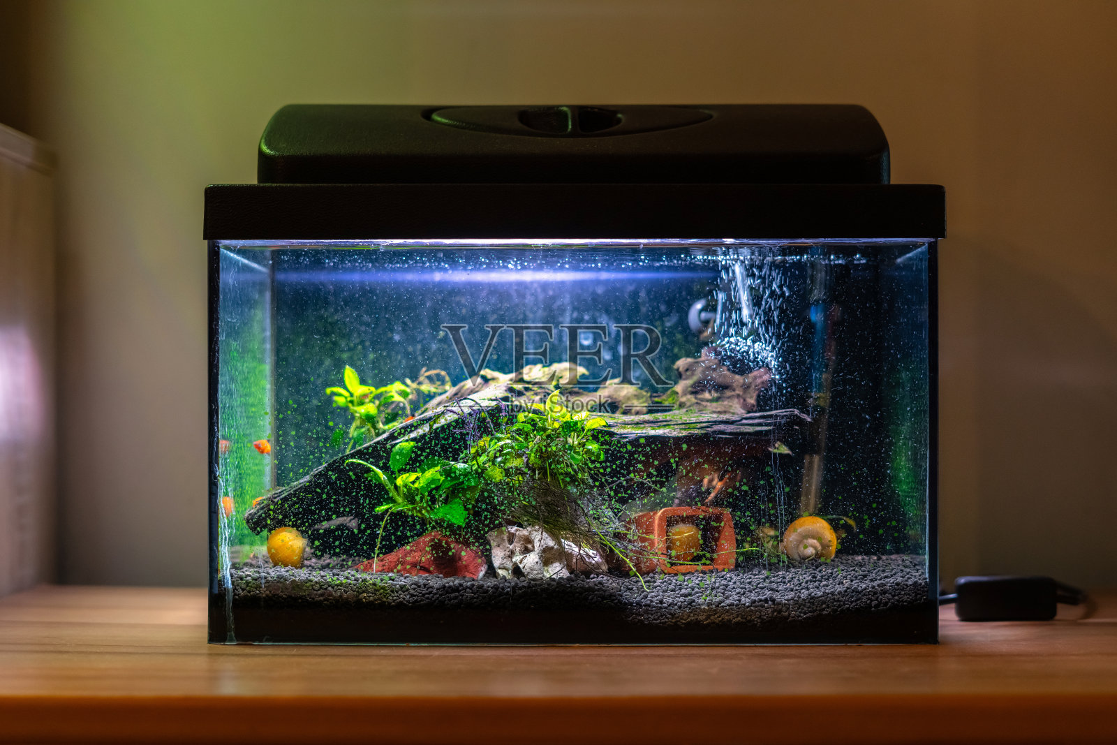 鱼缸小，养有五颜六色的蜗牛和鱼，放在家里的木桌上。房间里有淡水动物的鱼缸照片摄影图片