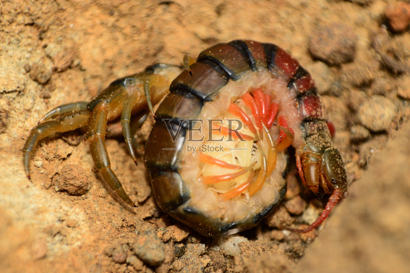 蜈蚣保护它的幼仔，萨塔拉地区，印度马哈拉施特拉邦照片摄影图片