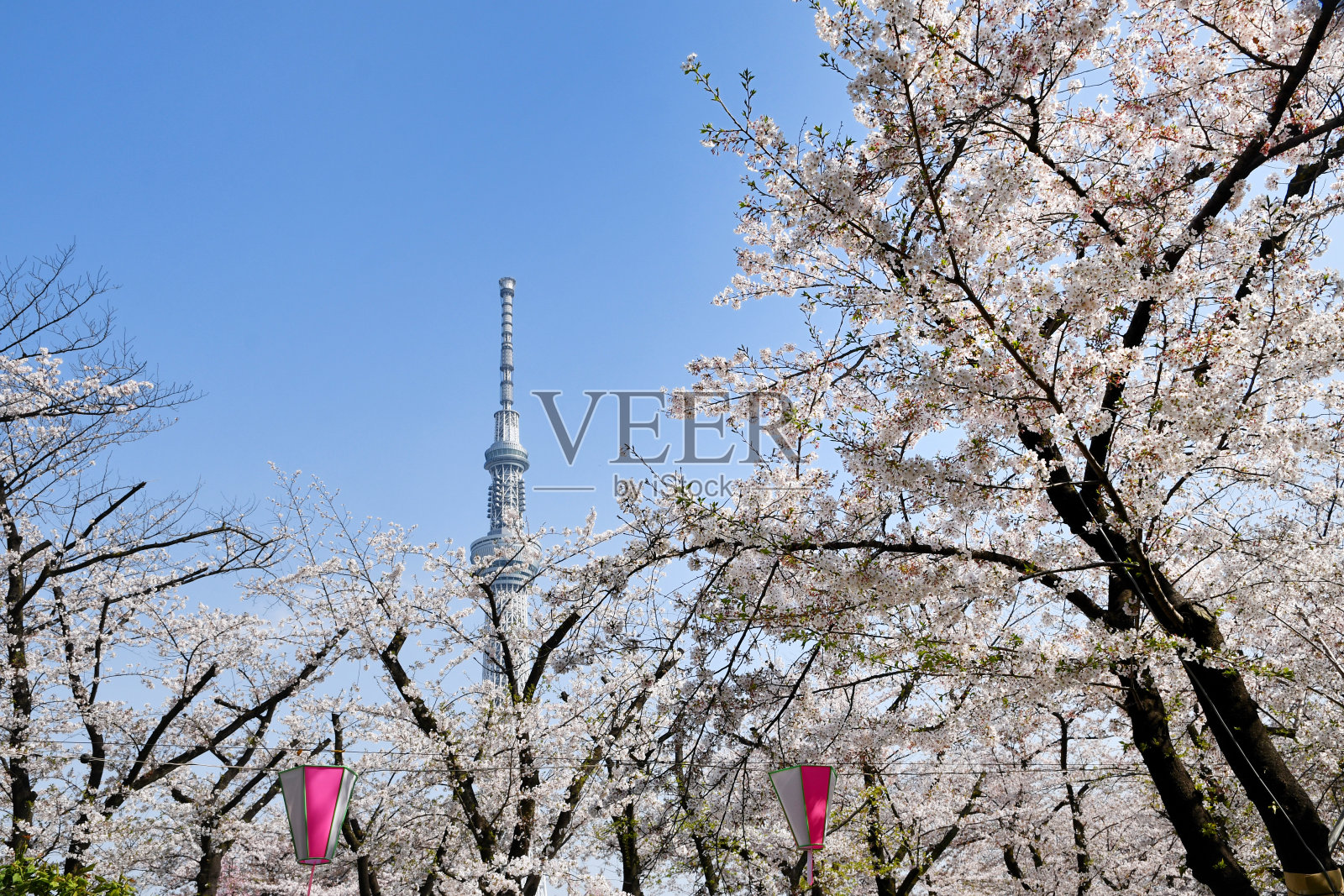 东京天空树和樱花照片摄影图片