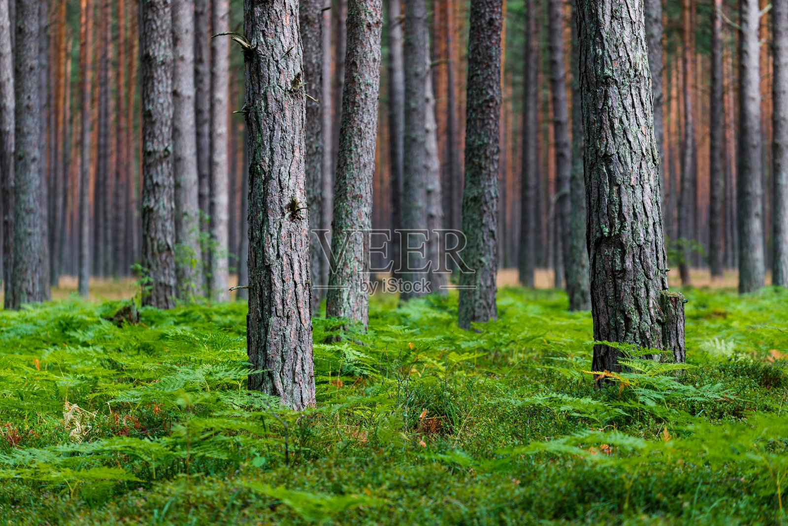 绿色蕨叶特写。黑暗的森林场景。背景是松树。芬兰照片摄影图片