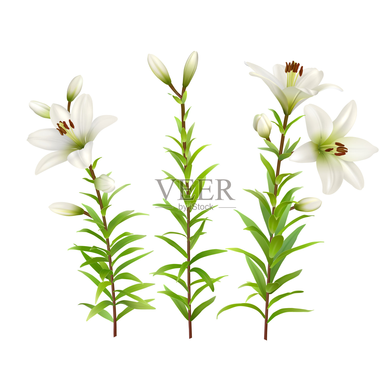 有绿色茎和叶的白色百合。一套逼真的花。彩色花卉矢量插图。设计元素图片