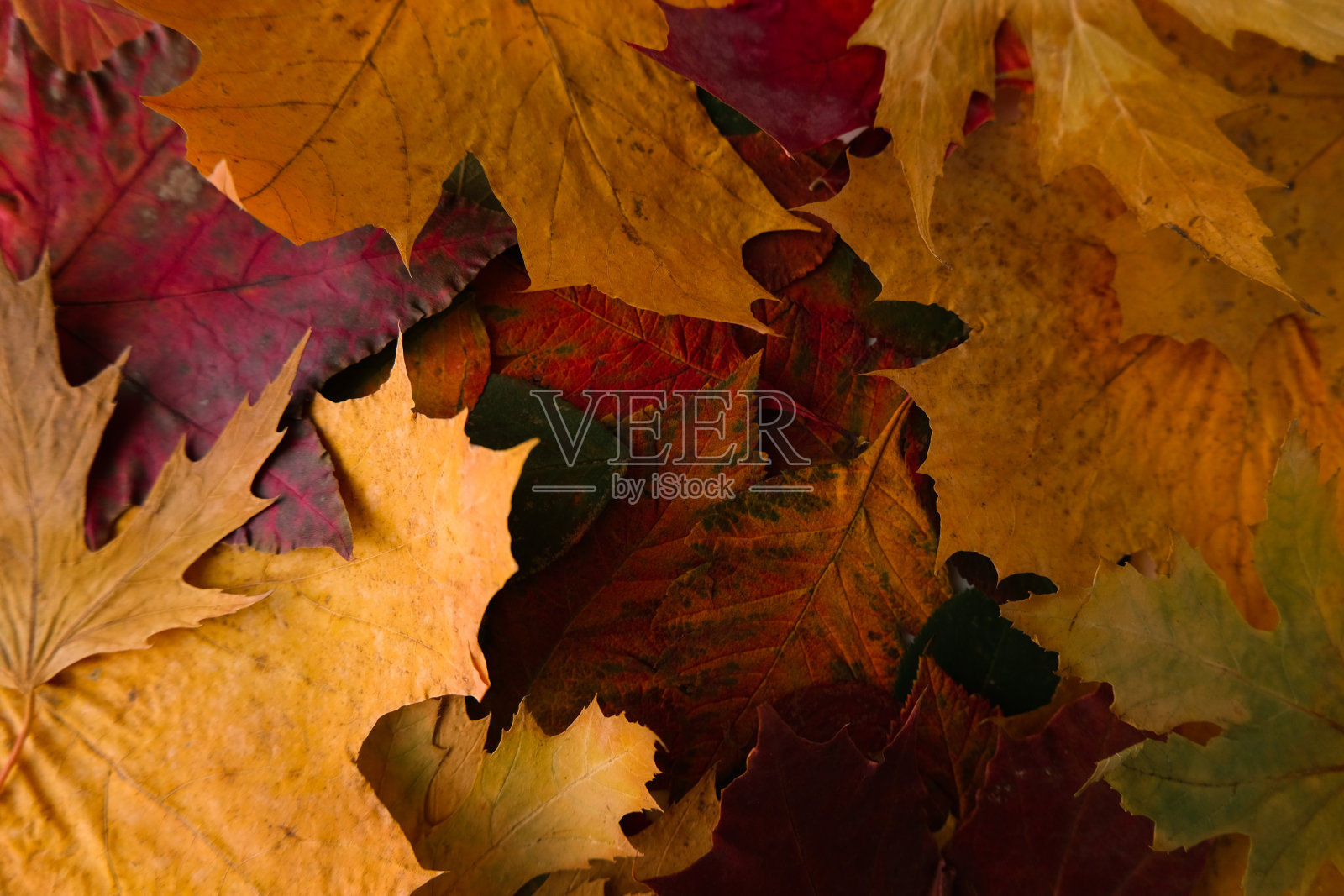 五彩缤纷的秋叶背景。平躺照片摄影图片