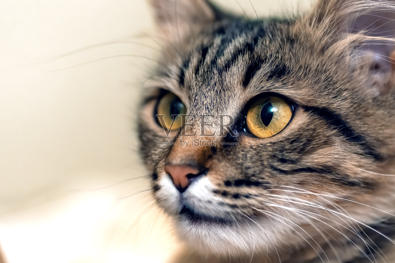 可爱的虎斑猫，黄色的眼睛和长长的胡须。一个美丽的猫的特写肖像照片摄影图片