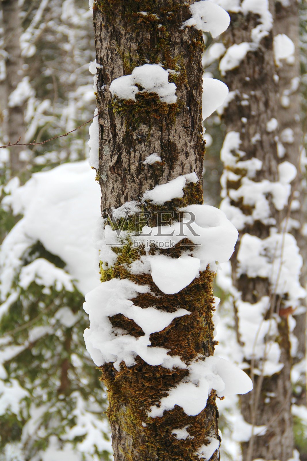 树干上有大块的雪在冬天的森林里照片摄影图片