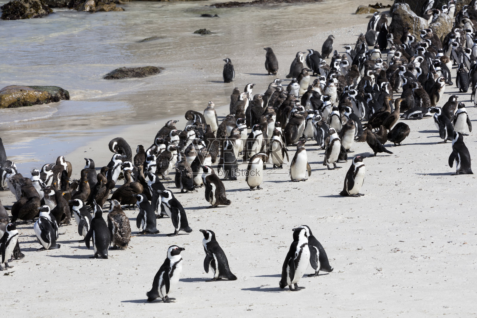 南非博尔德斯湾的非洲驴企鹅聚居地照片摄影图片