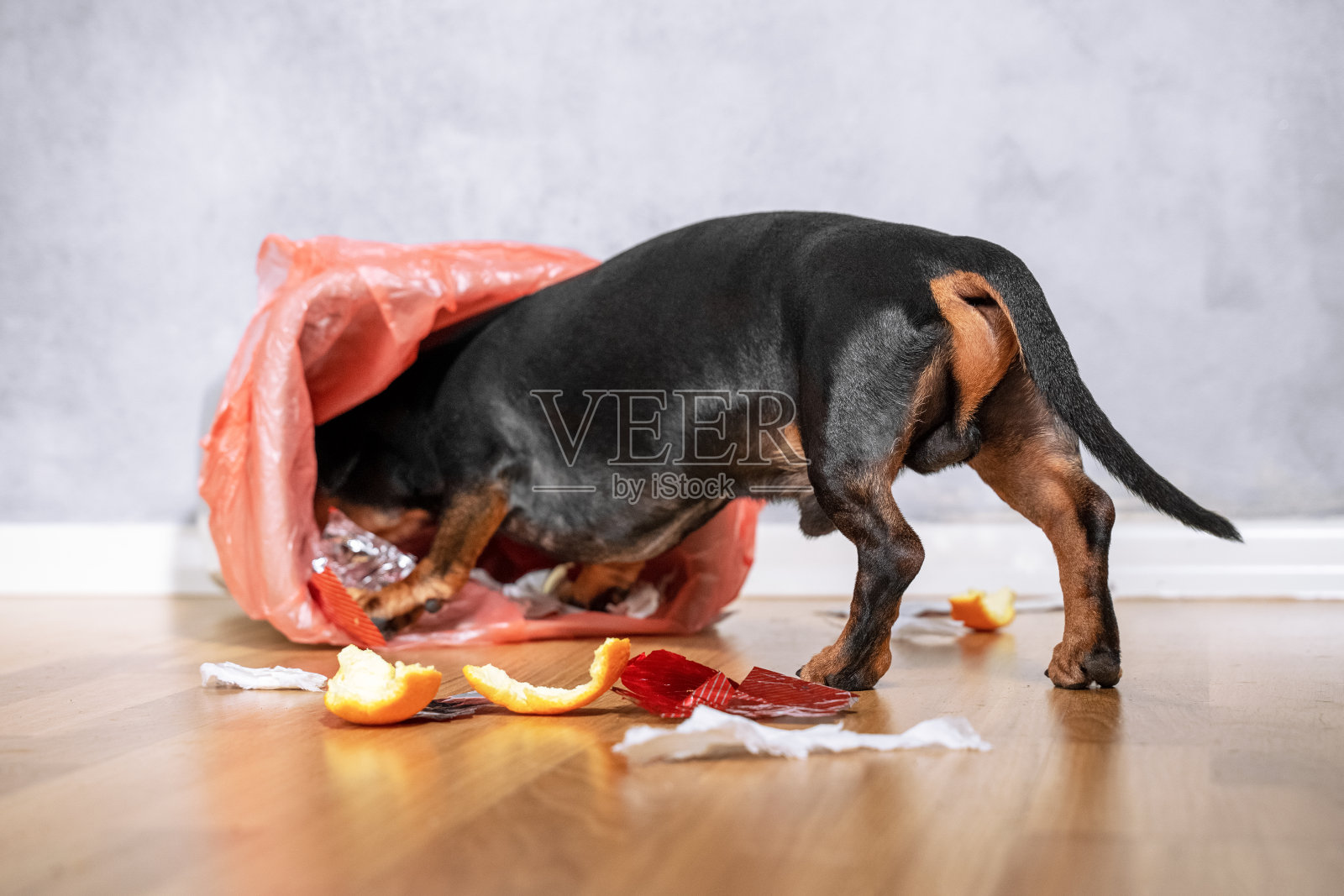 可爱的腊肠犬，黑棕相间，推着爬着钻进了家里的垃圾桶。淘气的小狗。照片摄影图片