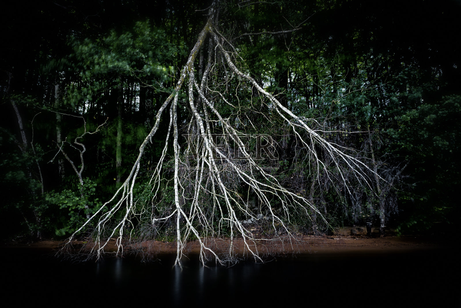 湖边的桦树，神秘的灵气照片摄影图片