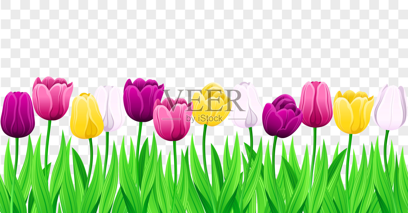 无缝行向量彩色郁金香与叶子。一组孤立的春天的花。设计元素图片