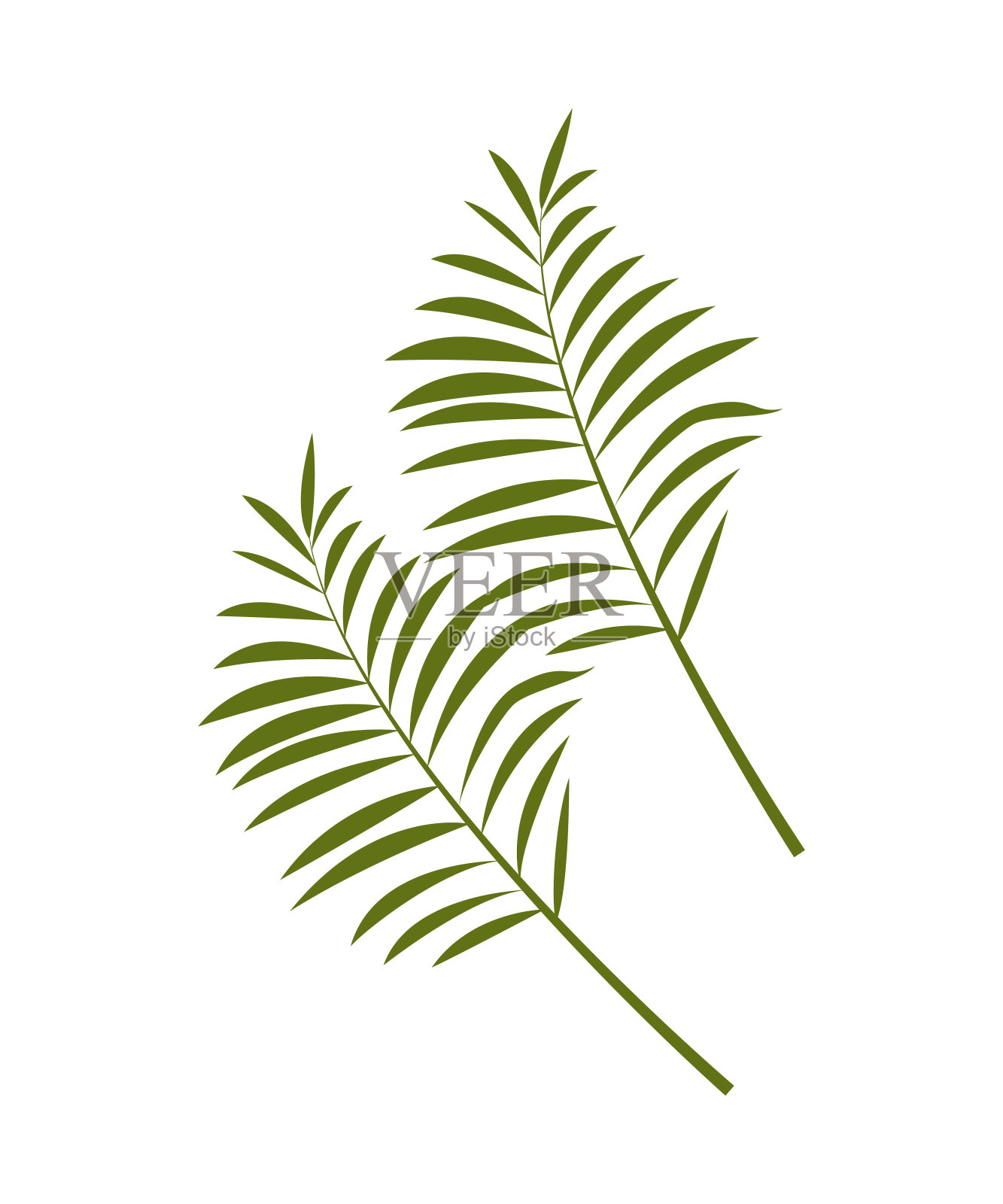 异国情调的棕榈树叶子孤立在白色的背景设计元素图片