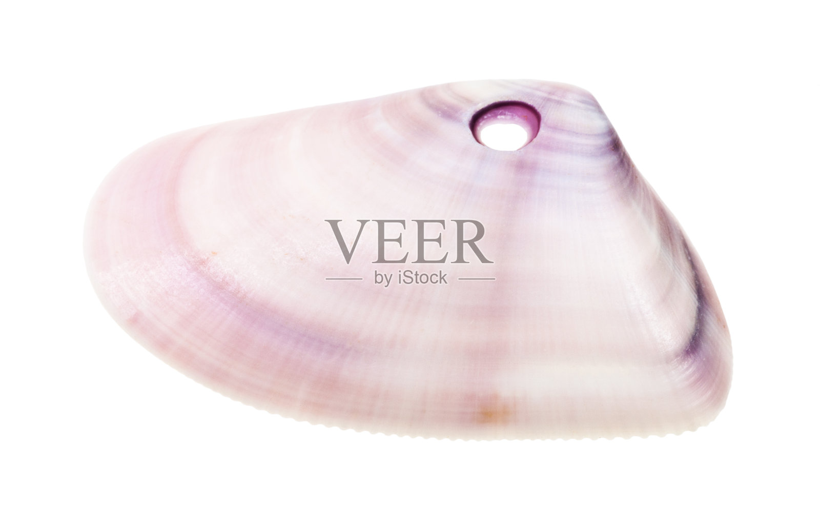 紫色的蛤蜊壳，有小孔，用来做珠子照片摄影图片