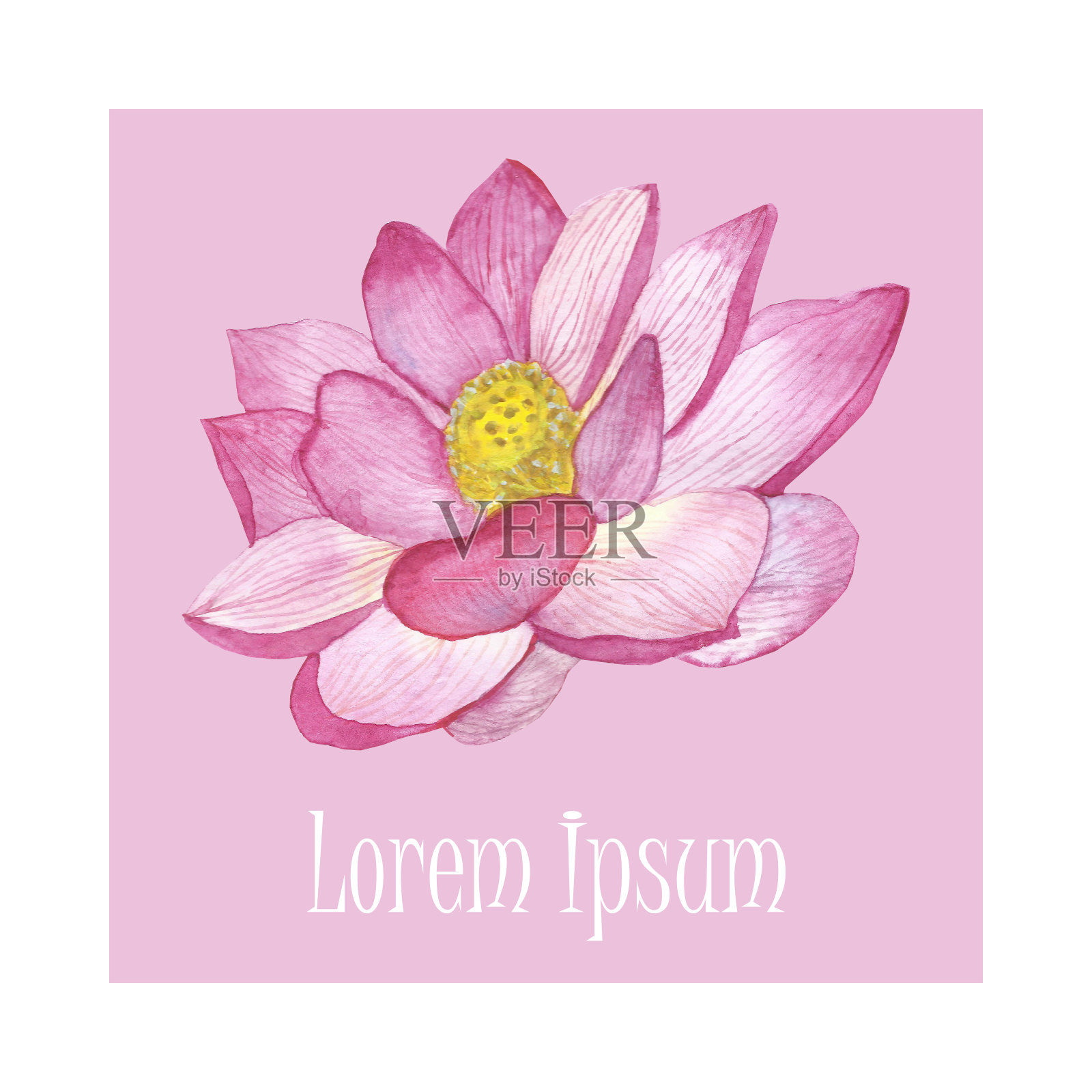 水彩手绘自然花卉浪漫冥想构图与粉红色的花朵水荷花在粉红色的背景与白色的框架和文本空间为设计元素插画图片素材