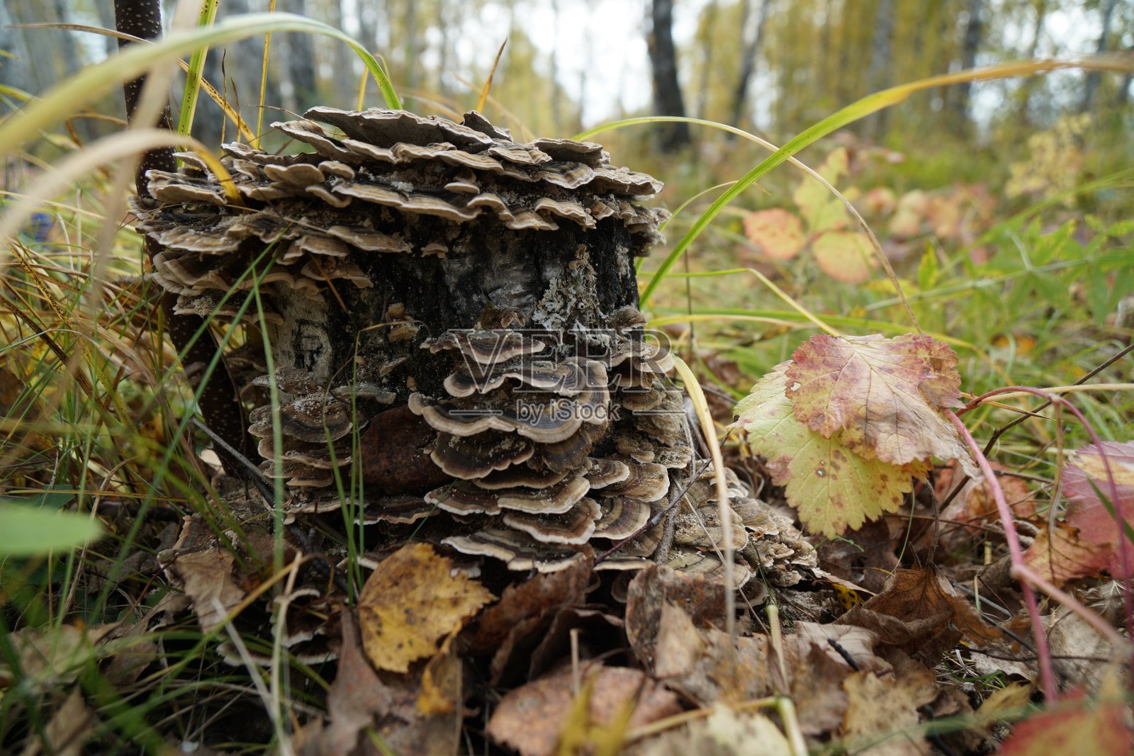 蘑菇寄生虫Tinder真菌(Trametes versicolor)生长在秋天森林的一个桦树桩上。照片摄影图片