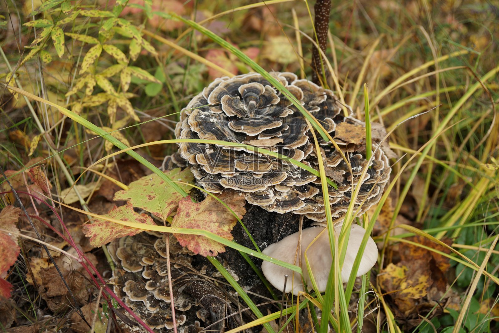 寄生物蘑菇-火绒真菌(Trametes versicolor)生长在秋天森林的一个桦树桩上。照片摄影图片