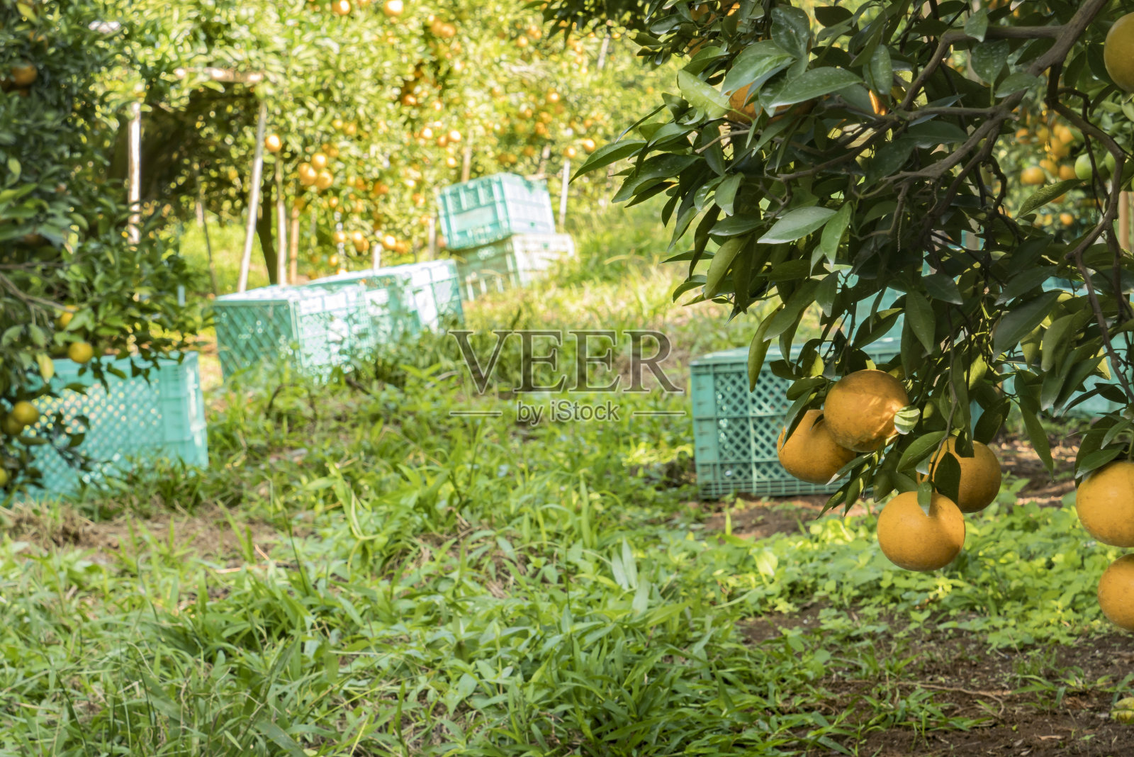 橘子农场准备收获了照片摄影图片