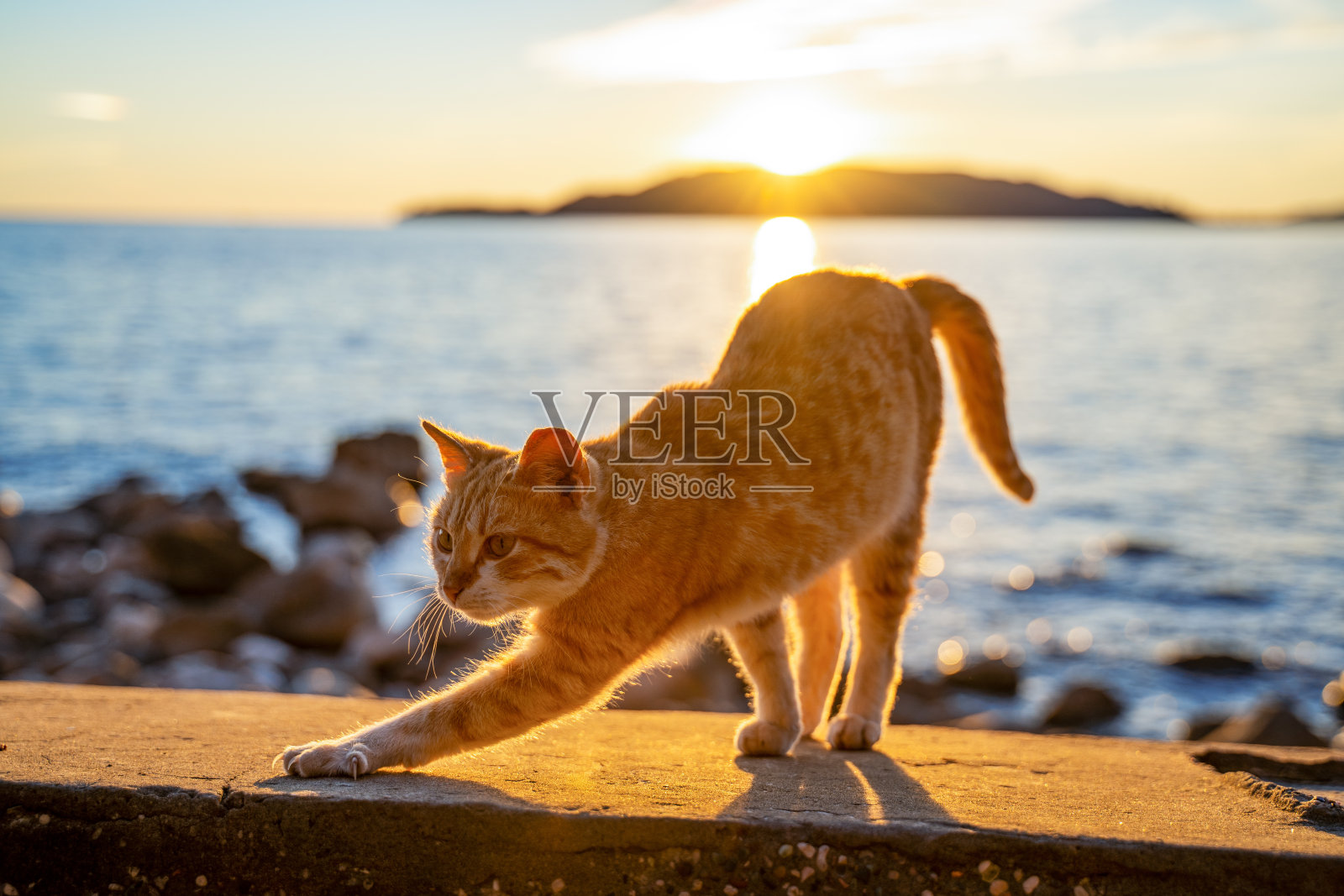 姜可爱的猫伸展一个岩石海滩和美丽的日落在海洋的背景照片摄影图片