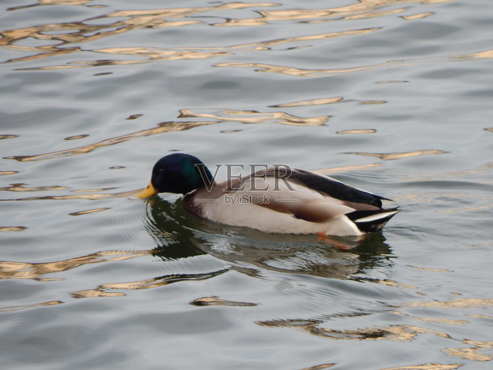 斯德哥尔摩的鸭子照片摄影图片