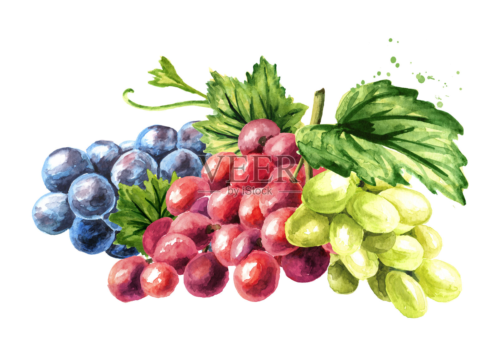 一串串绿色、蓝色和红色的葡萄。手绘水彩插图孤立的白色背景设计元素图片