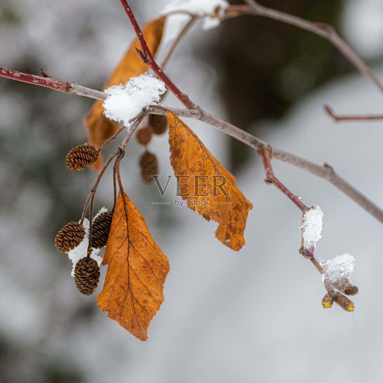 带雪和球果的树枝上有黄色的叶子照片摄影图片
