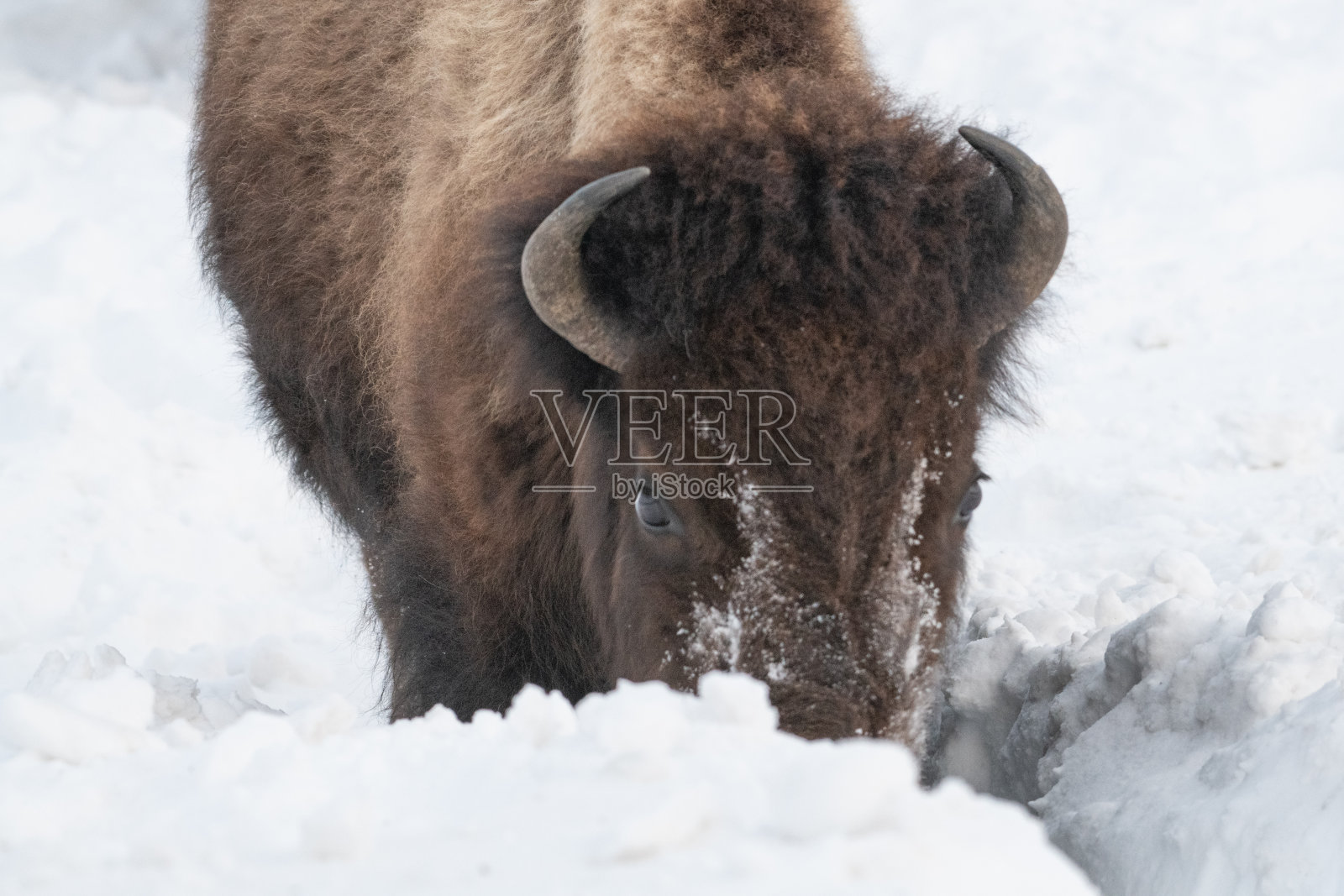 在深雪中挣扎的野牛和母牛照片摄影图片
