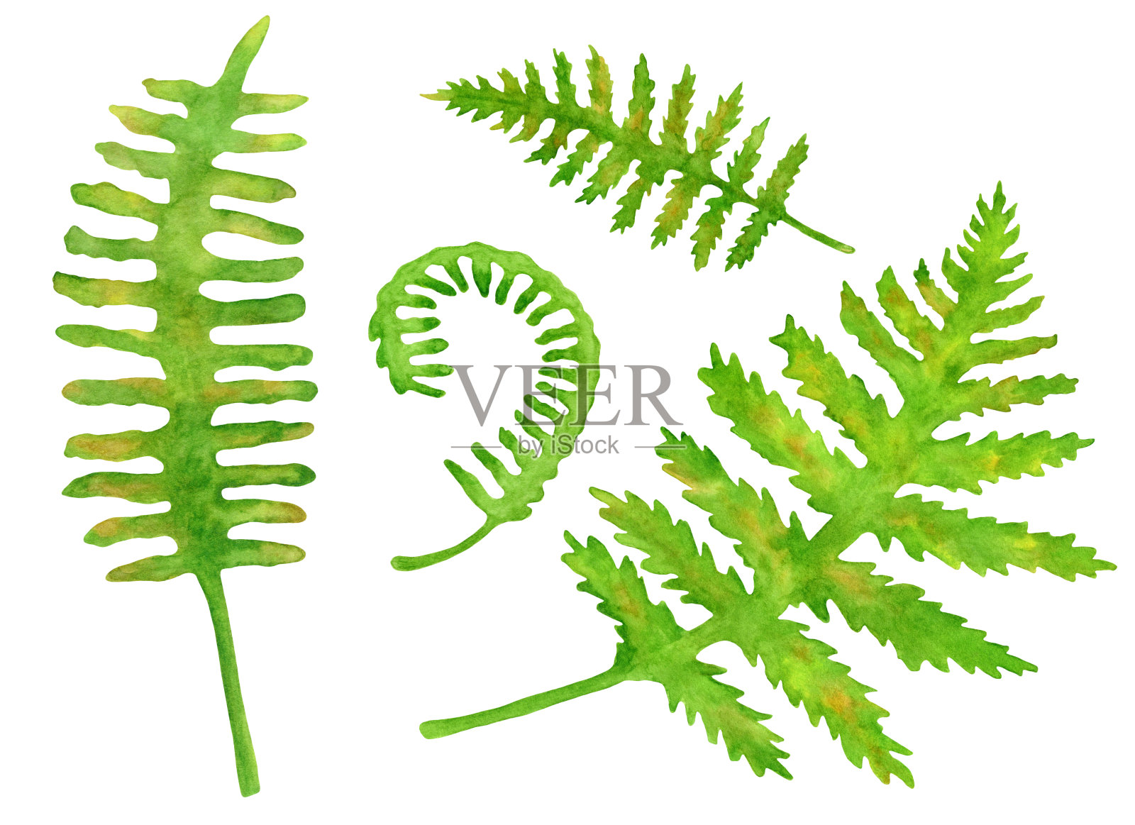 绿色蕨叶的水彩画。手绘森林植物水龙螈孤立在白色背景。装饰插图，海报，卡片，请柬。插画图片素材