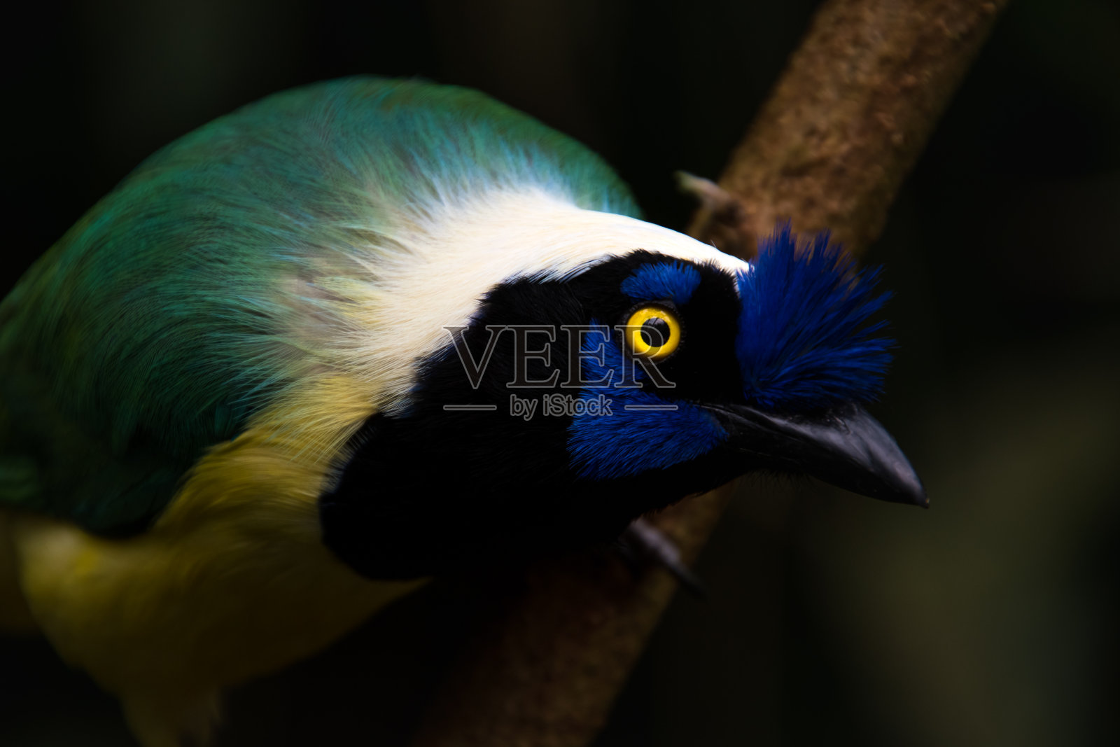 绿松鸦(蓝冠松鸦)，蓝色的鸟，有黄色的眼睛照片摄影图片