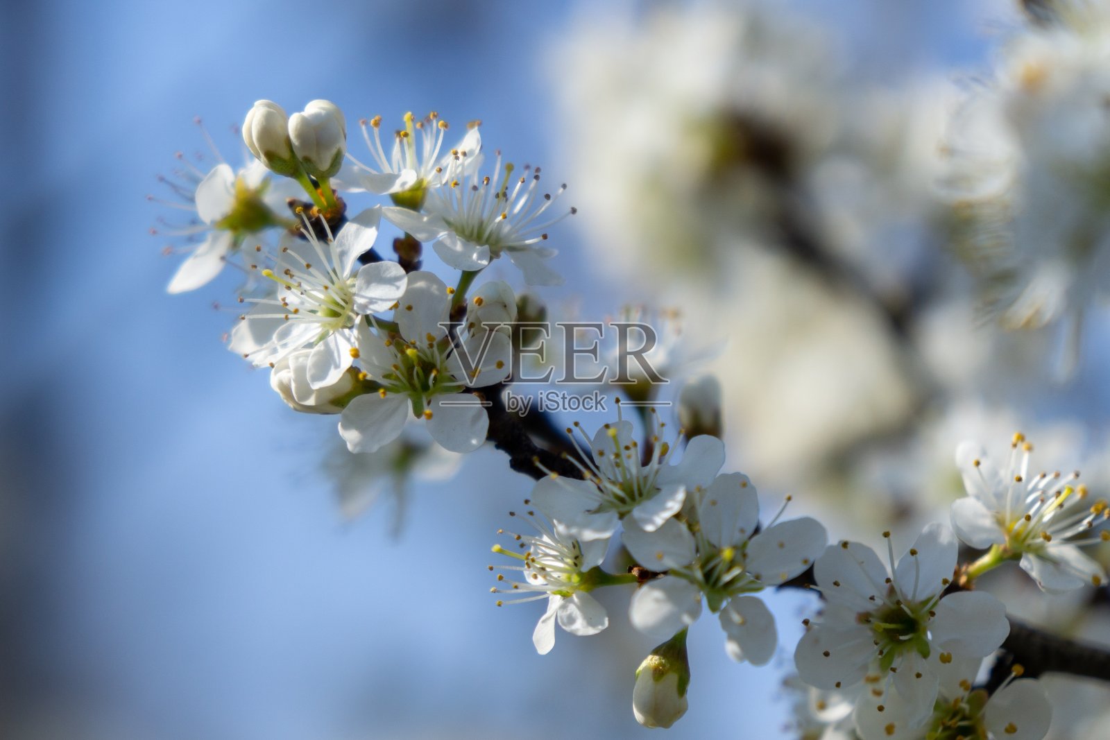 春天树开花。白色盛开的树。照片摄影图片