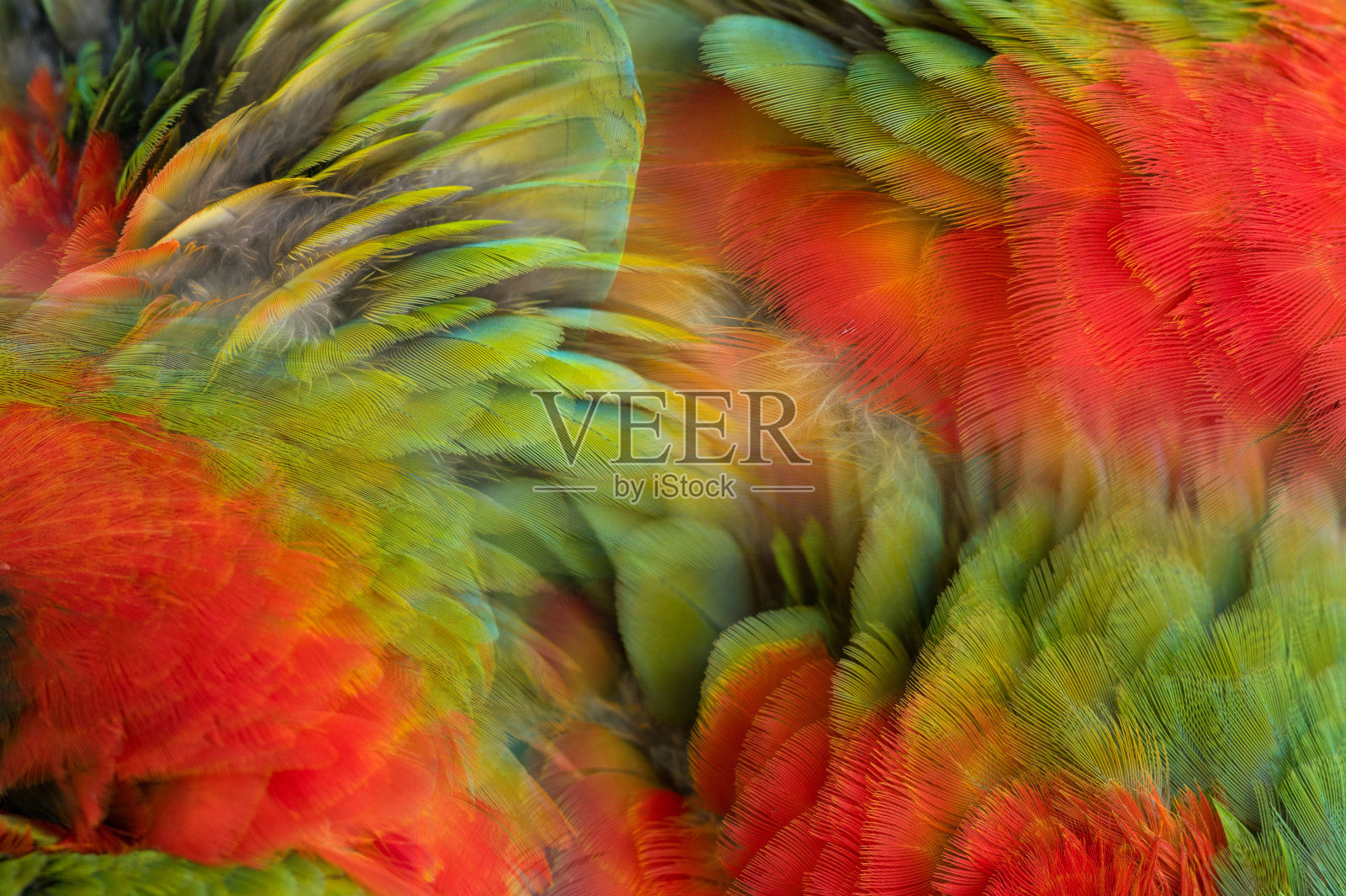 金刚鹦鹉羽毛的美丽颜色照片摄影图片